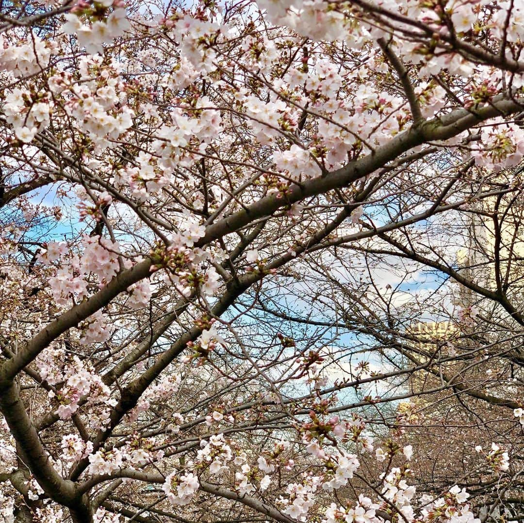 ジュン中山さんのインスタグラム写真 - (ジュン中山Instagram)「So pretty 🌸🌸🌸 #cherryblossom #everydayphoto #pinkcherryblossom #桜 🌸 #cherryblossom2019 #instaflower #instagood #followme #spring」3月24日 17時57分 - junnakayama