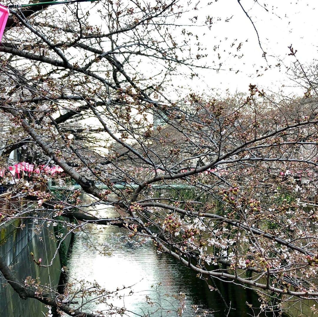 ジュン中山さんのインスタグラム写真 - (ジュン中山Instagram)「So pretty 🌸🌸🌸 #cherryblossom #everydayphoto #pinkcherryblossom #桜 🌸 #cherryblossom2019 #instaflower #instagood #followme #spring」3月24日 17時57分 - junnakayama