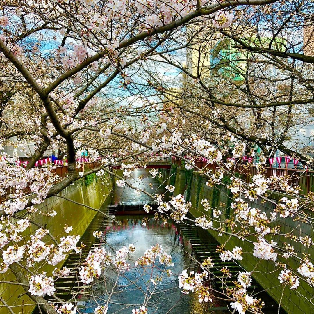 のインスタグラム：「So pretty 🌸🌸🌸 #cherryblossom #everydayphoto #pinkcherryblossom #桜 🌸 #cherryblossom2019 #instaflower #instagood #followme #spring」