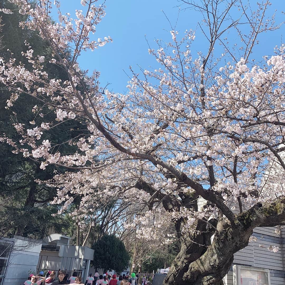 前田ゆかさんのインスタグラム写真 - (前田ゆかInstagram)「春がめぐってきて🌸  今年も#渋谷表参道ウィメンズラン 走ってきました！ ・  大会は「たのしく走る」をモットーに  今年は気持ちにゆとりを持っていろんな景色を見渡しながら走りました。  応援に来てくださった方を見つけてテンションが上がったり、明治神宮の中の涼やかな空気、みどりの木々に癒され穏やかな春を感じたり〜  またラストスパートでは、上り坂を走り終えるといよいよゴールのところで 大声援での応援📣！大きなエネルギーをもらって加速🏃🏻‍♀️ 最後の力を振り絞りのゴールでした。  沿道の応援は自分の力以上に大きなパワーを与えてくれます。 今年も気持ちよく走れたことに感謝です。 日差しをたくさん浴びましたので 根付くシミに10倍美白！ アフターケアも済ませて 心地よい達成感です〜  #アスタリフト #astalift  #この輝きは自信作 #美白 #fujifilm」3月24日 18時00分 - maeyuka