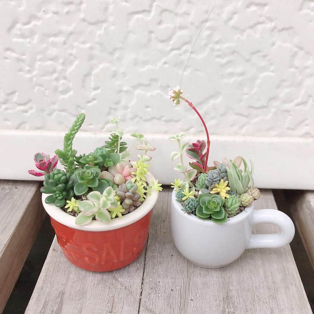 moyooonnさんのインスタグラム写真 - (moyooonnInstagram)「. 今日はハンドクラフトフェスに 行って来ました(*^^*) 手作り体験ワークショップもあって 子供も楽しかったようでした😍✨ . 相場はよく分からないけど 1枚目の植物たちは合わせて3000円しませんでした(⊙ө⊙;) 右の２つはこんな小さいのに 本物の植物って言うのに驚きでした😆 小さくて可愛い😍✨ キッチンの唯一荒らされない癒しの場所に飾ろうと思います😂 . 4枚目はハーバリウム作り♡ オマケしてくれて２つで500円でした。 5枚目はケーキデコ🍰 6枚目は好きな色を組み合わせて時計作り♡ . . ハンドメイドってセンスが問われるからホントすごいなぁ〜って思います😍✌🏻️ 他にも可愛いものたくさんで 色々欲しくなりましたが我慢😅 . . . #ハンドメイド#多肉植物#多肉植物寄せ植え#ハーバリウム体験」3月24日 18時15分 - moyooonn