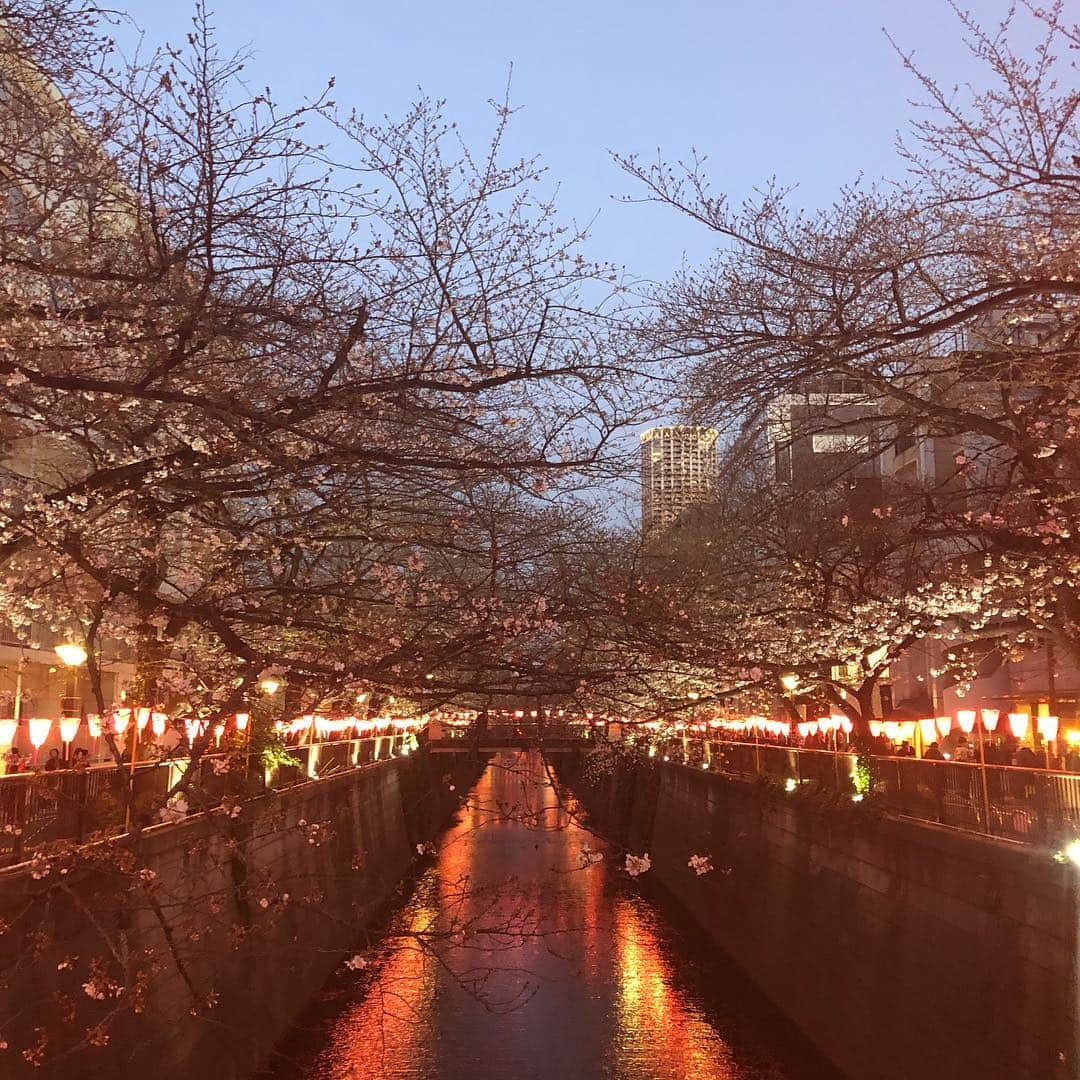 亀田誠治さんのインスタグラム写真 - (亀田誠治Instagram)「🌸あともう少し！街はウキウキ。🥂🍻🍭🍡😋 #中目黒」3月24日 18時19分 - kameda_kamera