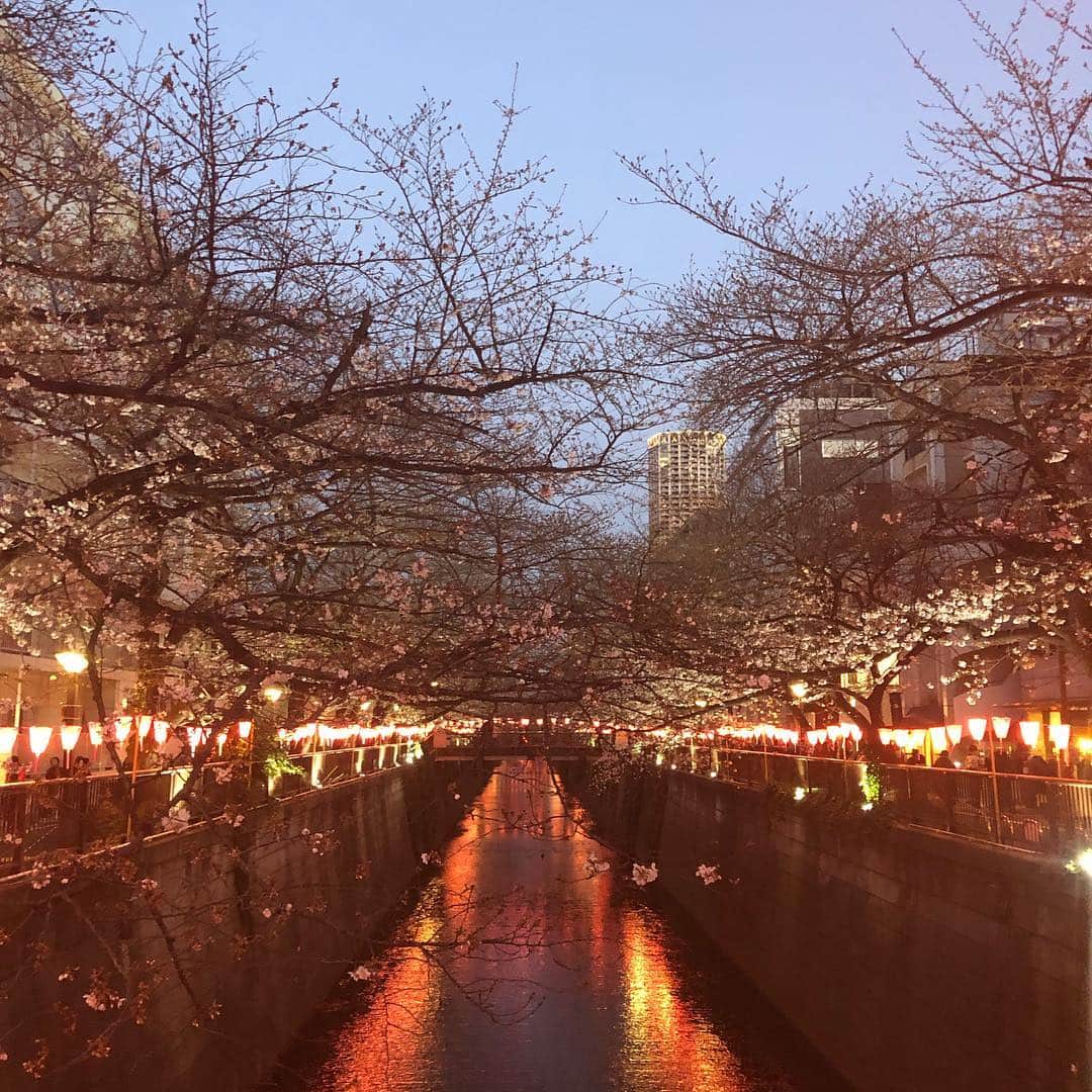 亀田誠治のインスタグラム：「🌸あともう少し！街はウキウキ。🥂🍻🍭🍡😋 #中目黒」