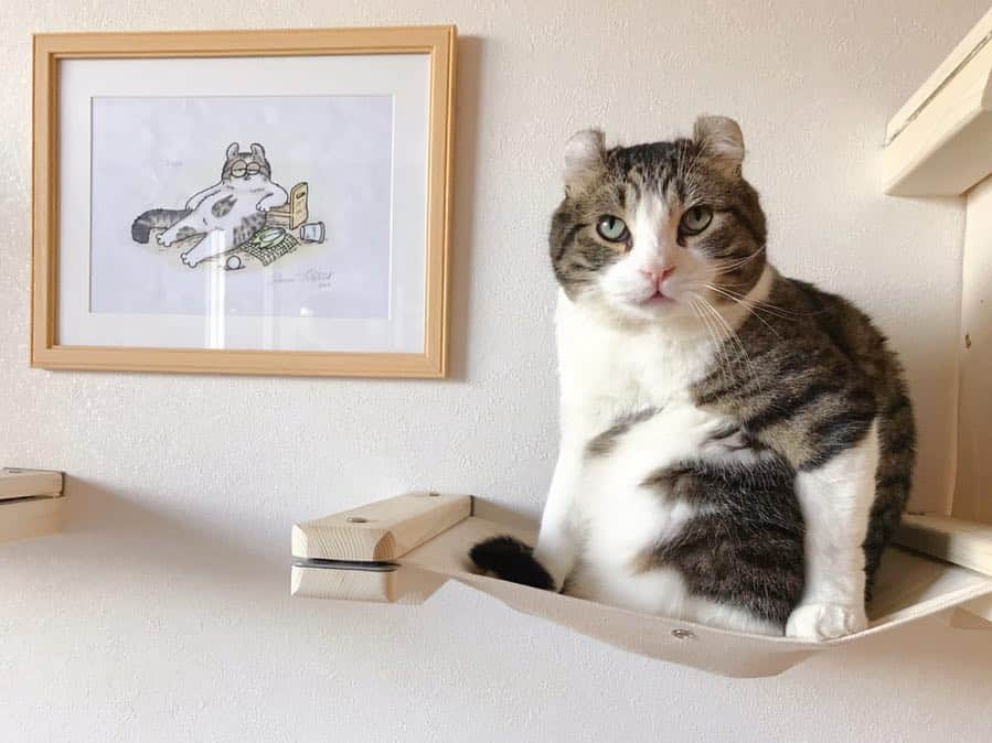 スノーさんのインスタグラム写真 - (スノーInstagram)「Is that me? Can’t believe I look so dignified in @simonscatofficial ’s painting! • #9gagmeowdle  #貫禄 #catsofinstagram #ネコ #ねこ #catofinstagram #instagood #cat #cats #kucing #gato #chat #catloversclub #catlover #9gag #weeklyfluff #pleasantcats #kedi #katze #kawaii #cute #instagram #고양이 #кот #แมว #猫 #ふわもこ部 #meow」3月24日 18時33分 - curlysnow0915