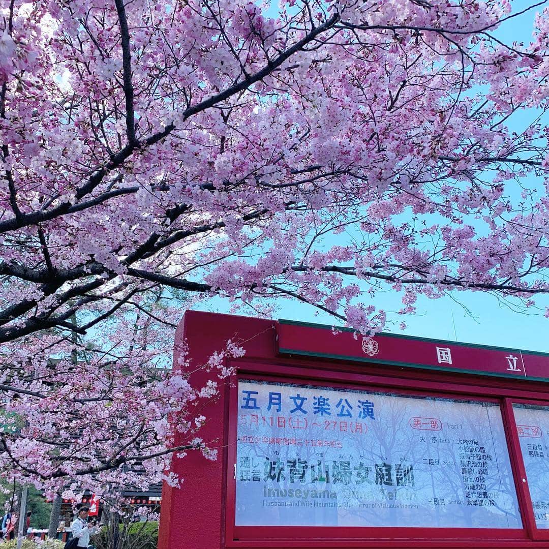 皇居ランナビのインスタグラム：「国立劇場の桜がとってもキレイ🌸  国立劇場にはたくさんの種類の桜があり、見比べるとその色や形の違いに驚かされます😊  皇居にお越しの際は、国立劇場のお花見にもぜひ✨  #皇居ランナビ #皇居ラン #ミズノで皇居ラン #ミズノで女子ラン #ランニング女子 #ランニング #ハシリマスタグラム #ランナ#workout #instagood #run #jog #fitness #tokyo #imperialpalace #japan #走るひと #走る人 #followme #おもてなし #おもてなしランナー #running #runningday #jogging #marathontraining」