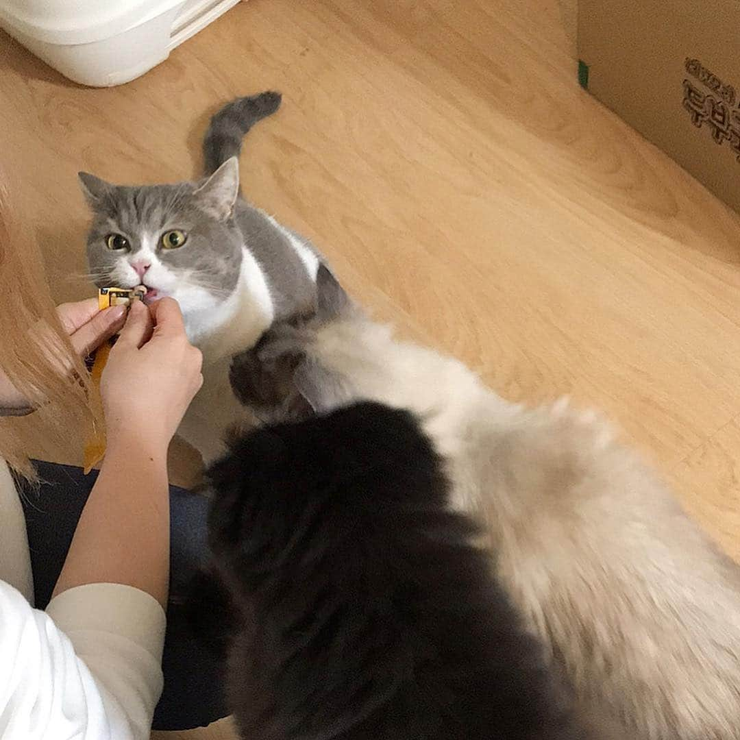 ギモさんのインスタグラム写真 - (ギモInstagram)「어제 칭구덜이 방문탁묘를 해줬어요! 우리 쨔미 멘붕 왔다가 금새 나왔대요ㅋㅋ 즘장님 배에 조개 그려준거 넘나 귀엽ㅋㅋ 잠바주스님이 긤이 눈꼽도 떼주고 송주현님 애덜 응 치워주셔서 감사합니다! 이사가서 집들이때 봐영🎉🌈」3月24日 18時27分 - 1room1cat