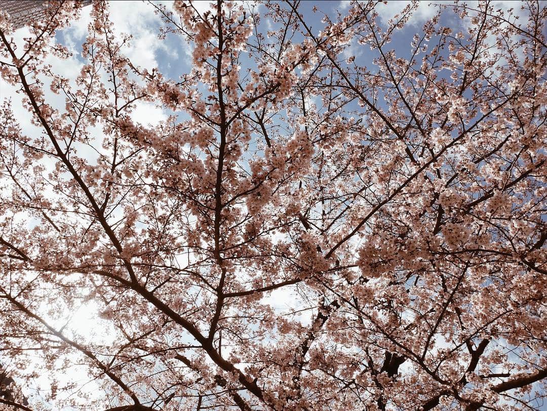 春名亜美さんのインスタグラム写真 - (春名亜美Instagram)「1ヶ所だけ咲いてる木があった😊🌸 ・ ・ ・ #お花見 #桜 #六本木ミッドタウン #🌸」3月24日 18時28分 - amiharunaami
