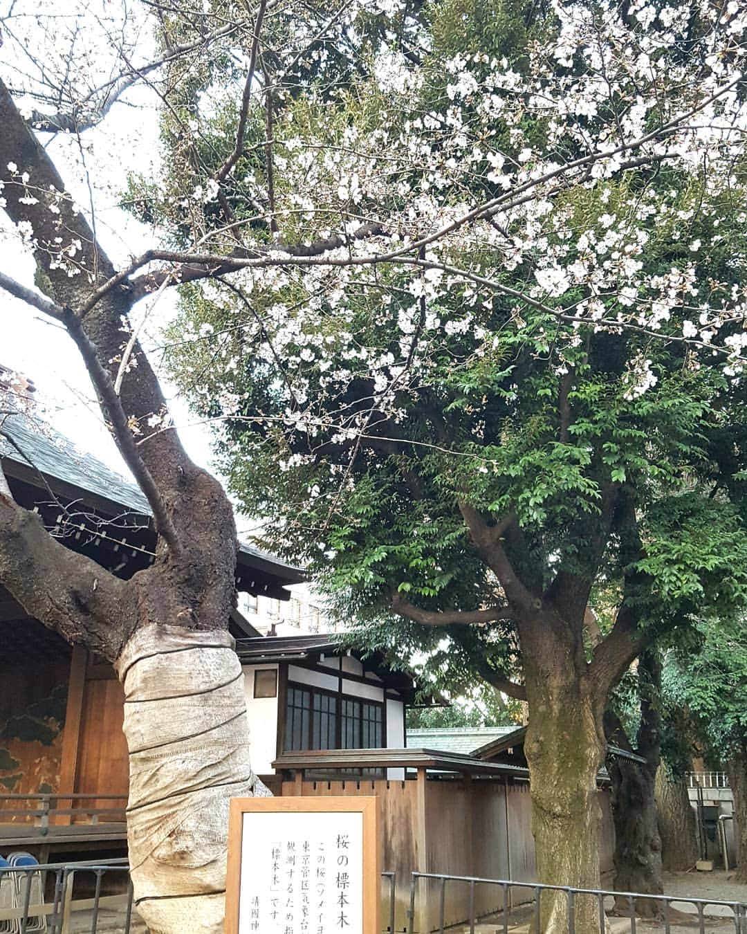 桑田ます似さんのインスタグラム写真 - (桑田ます似Instagram)「靖国神社の標本木は6分咲です！」3月24日 18時30分 - masunikuwata