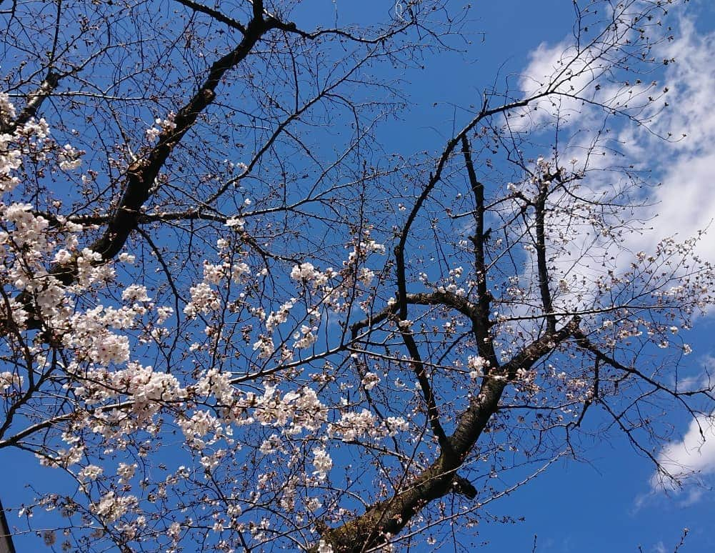 桜花さんのインスタグラム写真 - (桜花Instagram)「街で春みっけ＼(^^)／🌸 桜みるとウキウキがとまらない、、！！🍀 #桜  #ウキウキ  #春 #ピンク  #cherrybrossam  #cherry  #spring  #springhascome  #原宿」3月24日 18時43分 - mountainohka