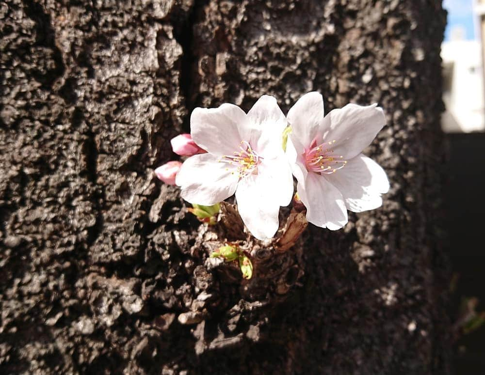 桜花さんのインスタグラム写真 - (桜花Instagram)「街で春みっけ＼(^^)／🌸 桜みるとウキウキがとまらない、、！！🍀 #桜  #ウキウキ  #春 #ピンク  #cherrybrossam  #cherry  #spring  #springhascome  #原宿」3月24日 18時43分 - mountainohka