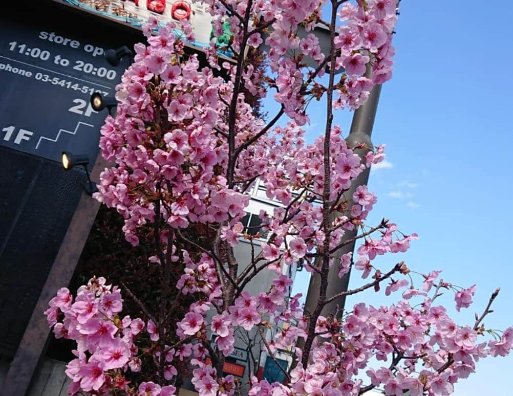 桜花さんのインスタグラム写真 - (桜花Instagram)「街で春みっけ＼(^^)／🌸 桜みるとウキウキがとまらない、、！！🍀 #桜  #ウキウキ  #春 #ピンク  #cherrybrossam  #cherry  #spring  #springhascome  #原宿」3月24日 18時43分 - mountainohka