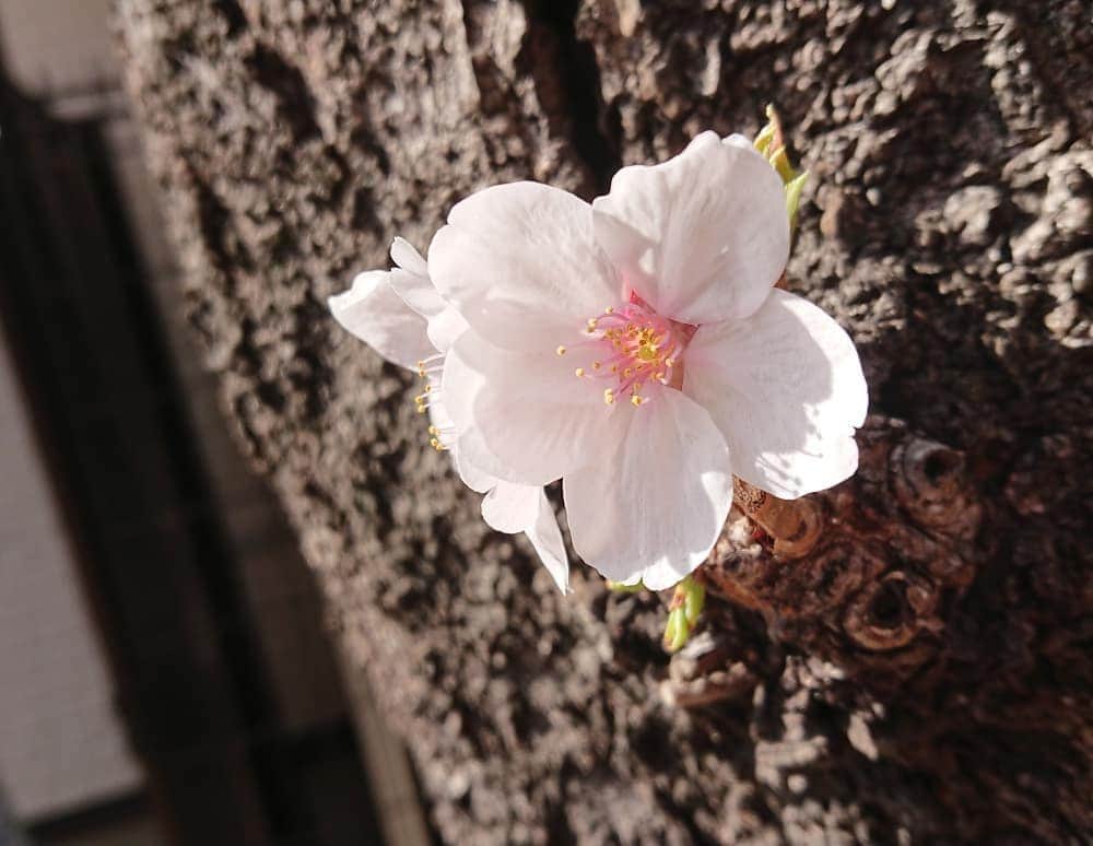 桜花さんのインスタグラム写真 - (桜花Instagram)「街で春みっけ＼(^^)／🌸 桜みるとウキウキがとまらない、、！！🍀 #桜  #ウキウキ  #春 #ピンク  #cherrybrossam  #cherry  #spring  #springhascome  #原宿」3月24日 18時43分 - mountainohka