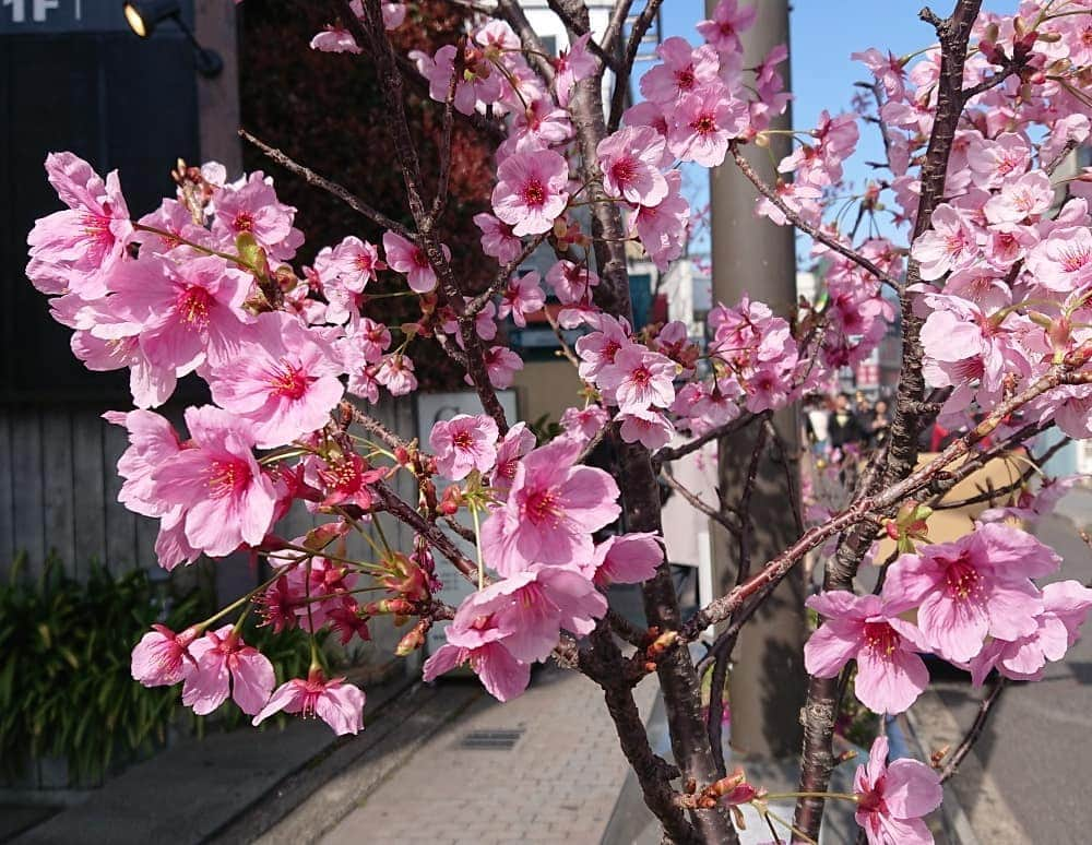 桜花さんのインスタグラム写真 - (桜花Instagram)「街で春みっけ＼(^^)／🌸 桜みるとウキウキがとまらない、、！！🍀 #桜  #ウキウキ  #春 #ピンク  #cherrybrossam  #cherry  #spring  #springhascome  #原宿」3月24日 18時43分 - mountainohka