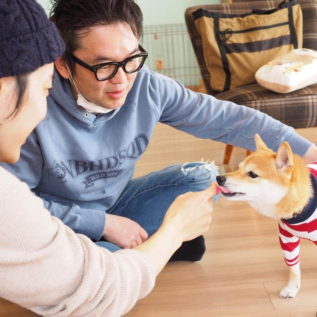 豆柴にこちゃんさんのインスタグラム写真 - (豆柴にこちゃんInstagram)「🐶 今日は、柴犬クリエイター🐕の @togirou  さんが我が家にきてくれたよ✨ . togirouさんは、 柴のオシャレなグッズを作って 柴の良さを広めるという ステキなお仕事をされているよ✨ . 今回はその活動の一環として、 #柴犬レポート のために うづはづしわちゃん @_4.8.12_ のご紹介で、 我が家に取材にきてくれました❣️ . にこは途中で脱獄ウェアに 着替えて遊んでもらいました😊 . かっこいいお兄さんに抱っこしてもらって、 心なしか乙女でしおらしくなってる脱獄柴🌼 . 🐕togirou さんの柴グッズはこちら @togirou_shop . 最後の写真は頂いたステッカー🥰 めちゃくちゃかわいい✨ . レポートのup楽しみだなぁ☺️ . togirouさん、 ありがとうございました😋 . #柴犬#豆柴#pecoいぬ部#犬#わんこ#まめしば#west_dog_japan#犬#todayswanko#ここ柴部#shibainu#dog#mameshiba#pecotv#dog#いぬのきもち部#しばいぬ#しばけん#こいぬ#シバイヌ#いぬ#イヌ#赤柴#マメシバ#ペット#日本犬#子犬」3月24日 18時37分 - nikochan.mame48