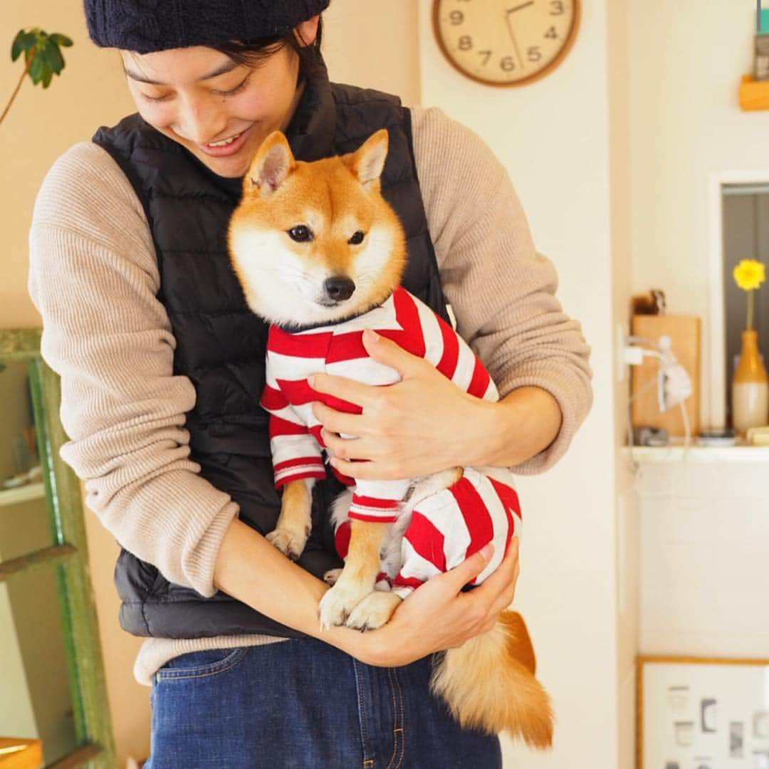 豆柴にこちゃんさんのインスタグラム写真 - (豆柴にこちゃんInstagram)「🐶 今日は、柴犬クリエイター🐕の @togirou  さんが我が家にきてくれたよ✨ . togirouさんは、 柴のオシャレなグッズを作って 柴の良さを広めるという ステキなお仕事をされているよ✨ . 今回はその活動の一環として、 #柴犬レポート のために うづはづしわちゃん @_4.8.12_ のご紹介で、 我が家に取材にきてくれました❣️ . にこは途中で脱獄ウェアに 着替えて遊んでもらいました😊 . かっこいいお兄さんに抱っこしてもらって、 心なしか乙女でしおらしくなってる脱獄柴🌼 . 🐕togirou さんの柴グッズはこちら @togirou_shop . 最後の写真は頂いたステッカー🥰 めちゃくちゃかわいい✨ . レポートのup楽しみだなぁ☺️ . togirouさん、 ありがとうございました😋 . #柴犬#豆柴#pecoいぬ部#犬#わんこ#まめしば#west_dog_japan#犬#todayswanko#ここ柴部#shibainu#dog#mameshiba#pecotv#dog#いぬのきもち部#しばいぬ#しばけん#こいぬ#シバイヌ#いぬ#イヌ#赤柴#マメシバ#ペット#日本犬#子犬」3月24日 18時37分 - nikochan.mame48