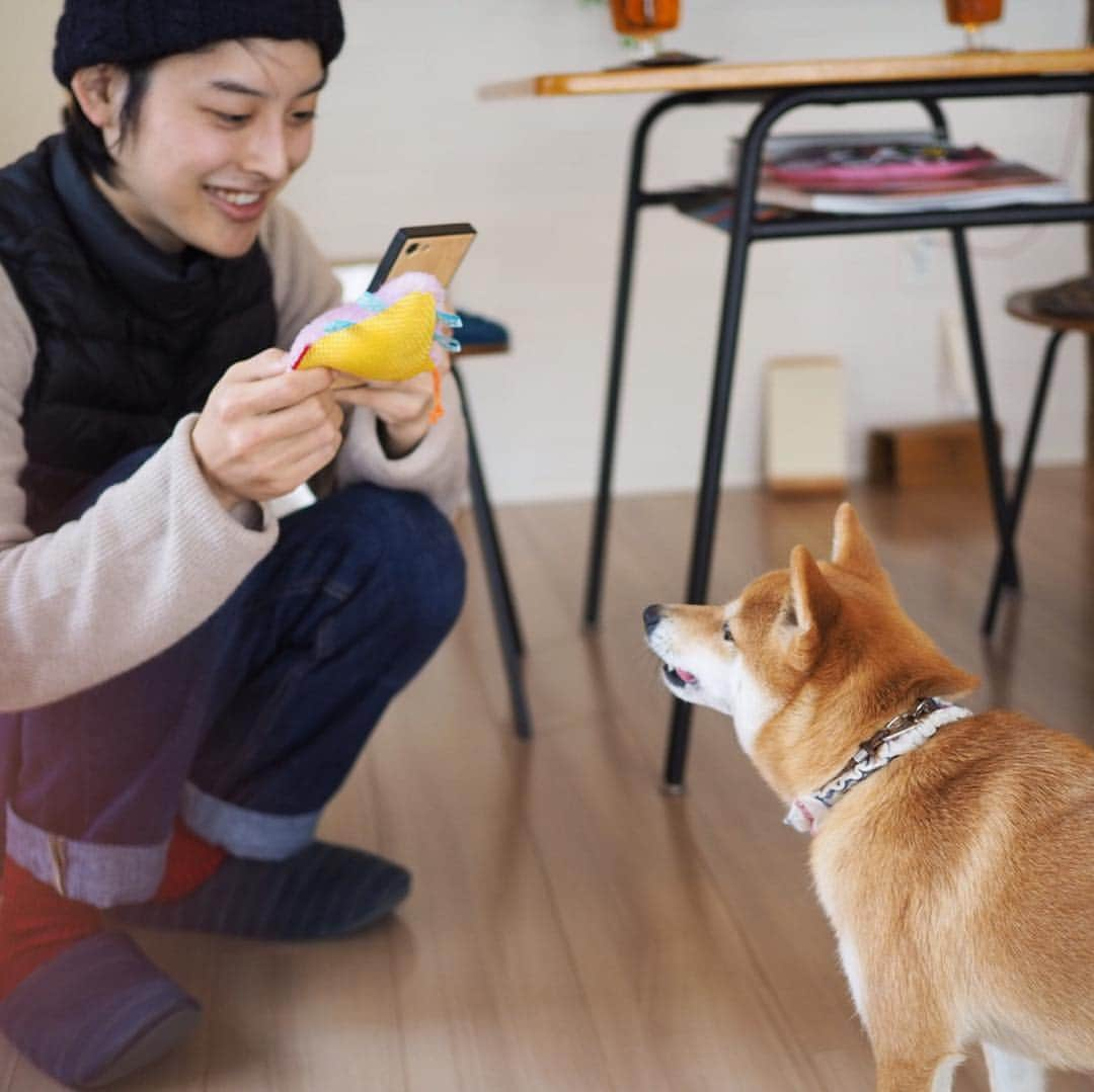 豆柴にこちゃんさんのインスタグラム写真 - (豆柴にこちゃんInstagram)「🐶 今日は、柴犬クリエイター🐕の @togirou  さんが我が家にきてくれたよ✨ . togirouさんは、 柴のオシャレなグッズを作って 柴の良さを広めるという ステキなお仕事をされているよ✨ . 今回はその活動の一環として、 #柴犬レポート のために うづはづしわちゃん @_4.8.12_ のご紹介で、 我が家に取材にきてくれました❣️ . にこは途中で脱獄ウェアに 着替えて遊んでもらいました😊 . かっこいいお兄さんに抱っこしてもらって、 心なしか乙女でしおらしくなってる脱獄柴🌼 . 🐕togirou さんの柴グッズはこちら @togirou_shop . 最後の写真は頂いたステッカー🥰 めちゃくちゃかわいい✨ . レポートのup楽しみだなぁ☺️ . togirouさん、 ありがとうございました😋 . #柴犬#豆柴#pecoいぬ部#犬#わんこ#まめしば#west_dog_japan#犬#todayswanko#ここ柴部#shibainu#dog#mameshiba#pecotv#dog#いぬのきもち部#しばいぬ#しばけん#こいぬ#シバイヌ#いぬ#イヌ#赤柴#マメシバ#ペット#日本犬#子犬」3月24日 18時37分 - nikochan.mame48