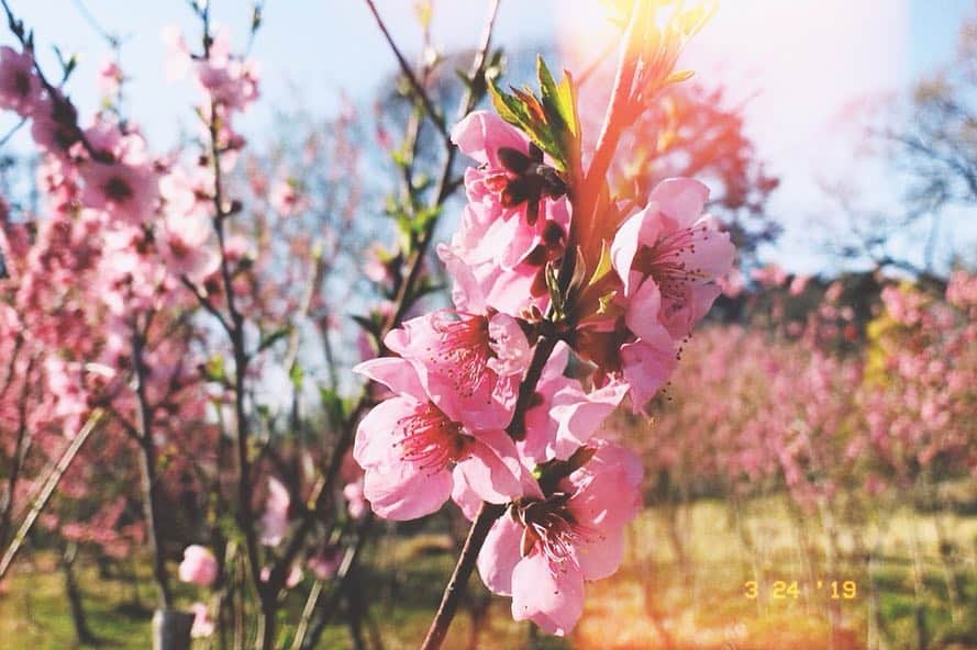 恒松祐里さんのインスタグラム写真 - (恒松祐里Instagram)「春だなぁ〜🌸💕」3月24日 18時39分 - yuri_tune
