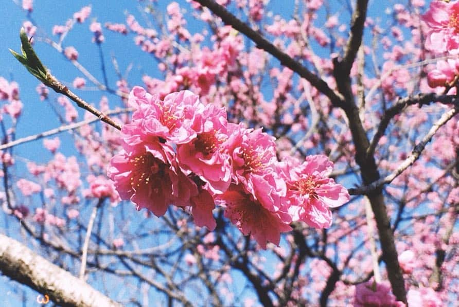 恒松祐里さんのインスタグラム写真 - (恒松祐里Instagram)「春だなぁ〜🌸💕」3月24日 18時39分 - yuri_tune