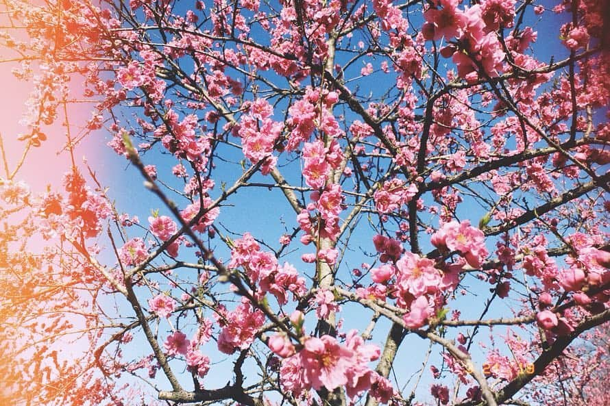 恒松祐里さんのインスタグラム写真 - (恒松祐里Instagram)「春だなぁ〜🌸💕」3月24日 18時39分 - yuri_tune