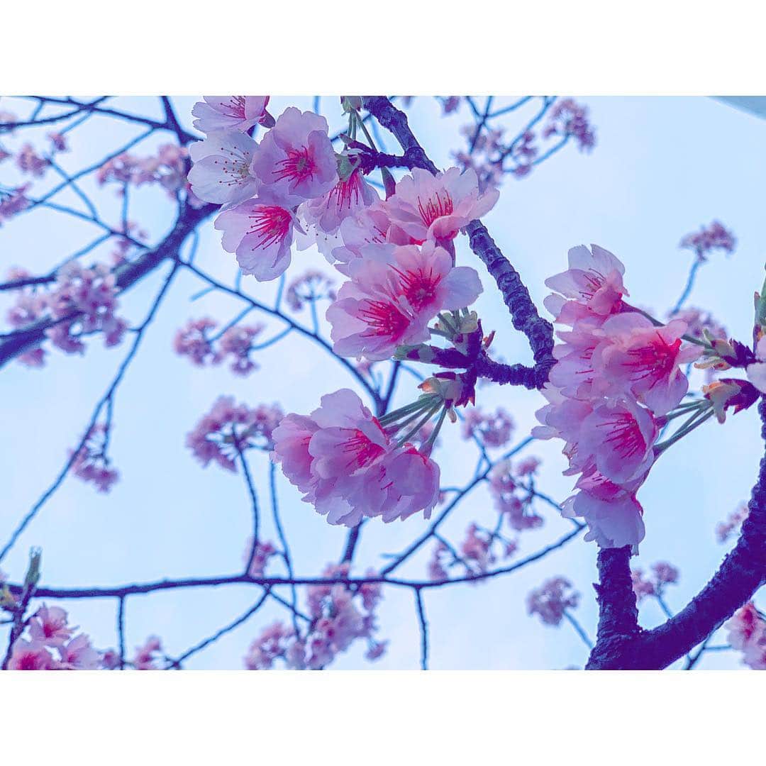 アンジェラ芽衣さんのインスタグラム写真 - (アンジェラ芽衣Instagram)「オハナ〜〜〜〜﻿ ﻿ #オハナ」3月24日 18時39分 - ange_la00