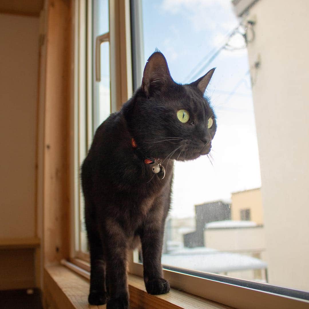 マアルのインスタグラム：「ばななちゃん🐱お客様の猫さん紹介です🐈 #北海道 #旭川市 #ペットホテル #黒猫 #blackcat」