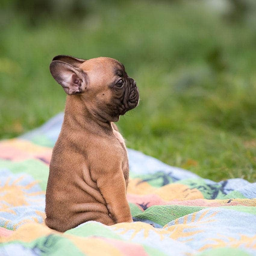 French Bulldogさんのインスタグラム写真 - (French BulldogInstagram)「Buddy, orange boy 🍊🍊🍊, bred by me @frenchie.world . . . . . #frenchie #frenchieoftheday #französischebulldogge #franskbulldog #frenchbull #fransebulldog #frenchbulldog #frenchiepuppy #dog #dogsofinstagram #petstagram #puppy #puppylove #bully #bulldog #bullyinstafeature #bulldogfrances #フレンチブルドッグ #フレンチブルドッグ #フレブル #ワンコ #frenchyfanatics #frenchiesgram #frenchbulldogsofinstagram #frenchiesoverload #ilovemyfrenchie #batpig #buhi #squishyfacecrewbulldog」3月24日 18時44分 - frenchie.world