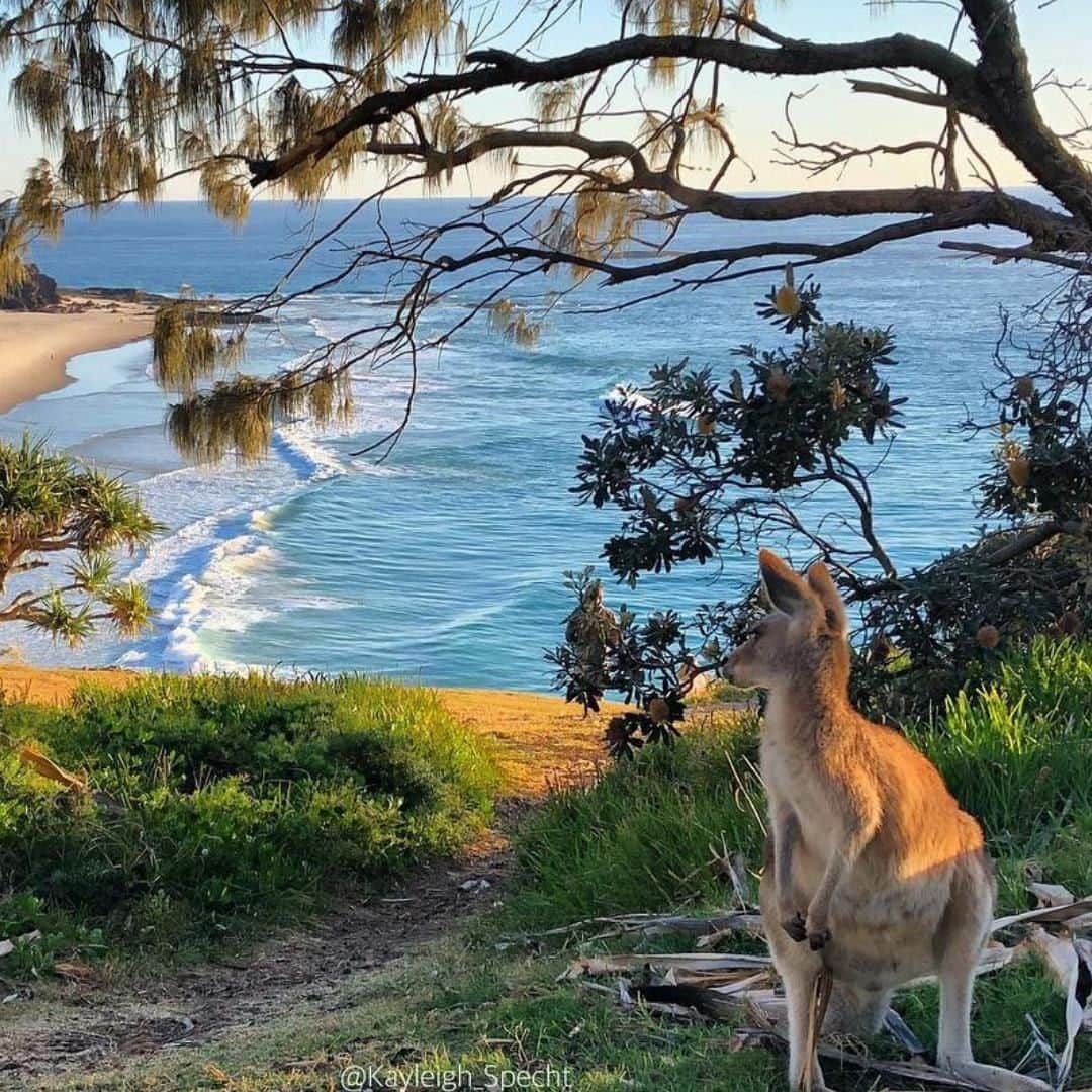 Australiaさんのインスタグラム写真 - (AustraliaInstagram)「“Just taking a moment to appreciate where I live. Yep, lucky me!” 👀 @kayleigh_specht spotted this joey soaking up the lovely view from @northstraddieisland’s #PointLookout. A 20-minute ferry ride off the coast of @visitbrisbane will get you to this @queensland island, where you’ll find a long stretch of surf #beach, towering rocky headlands, and plenty of friendly #kangaroos hanging around. Stay in style by the ocean at @straddieallure or @anchorageonstraddie, or camp at one of the beachside campgrounds, so you can easily start your day with a morning swim.  #seeaustralia #thisisqueensland #brisbaneanyday #StradbrokeIsland #wildlifephotography」3月24日 19時00分 - australia
