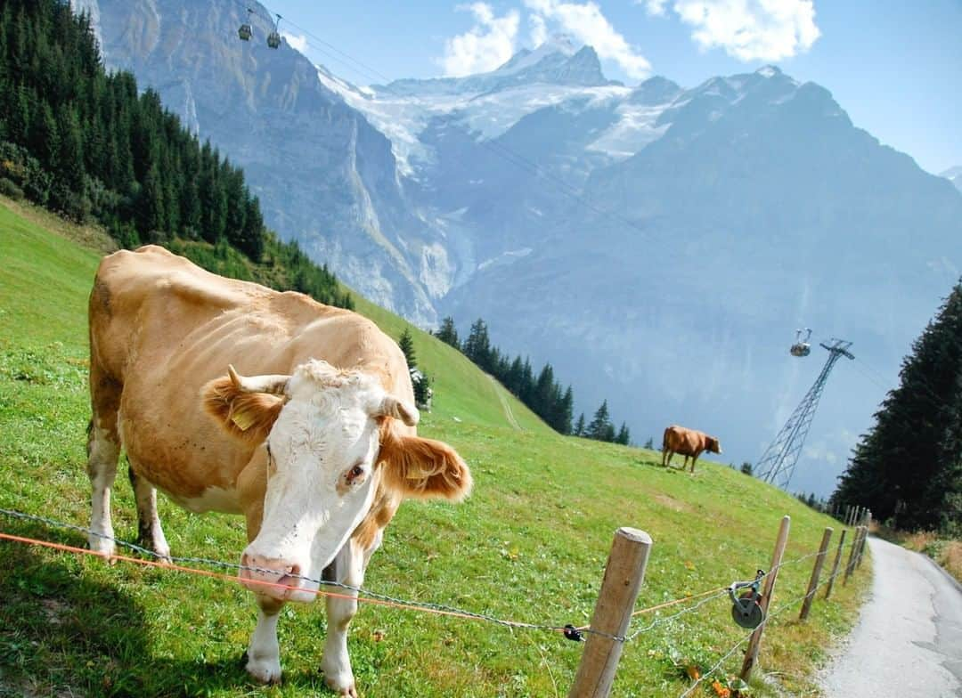 National Geographic Travelさんのインスタグラム写真 - (National Geographic TravelInstagram)「Photo by @acacia.johnson | Cows graze on a mountainside near Grindelwald, Switzerland. This spectacularly scenic town, a gateway to some of Switzerland's most iconic mountains, is home to bountiful hiking and skiing opportunities. On a quiet September morning, there were few other hikers on the trail, and the music of cow bells filled the autumn air. Follow me at @acacia.johnson for more adventures in the mountains and on the sea. #switzerland #grindelwald #swissalps」3月24日 19時04分 - natgeotravel