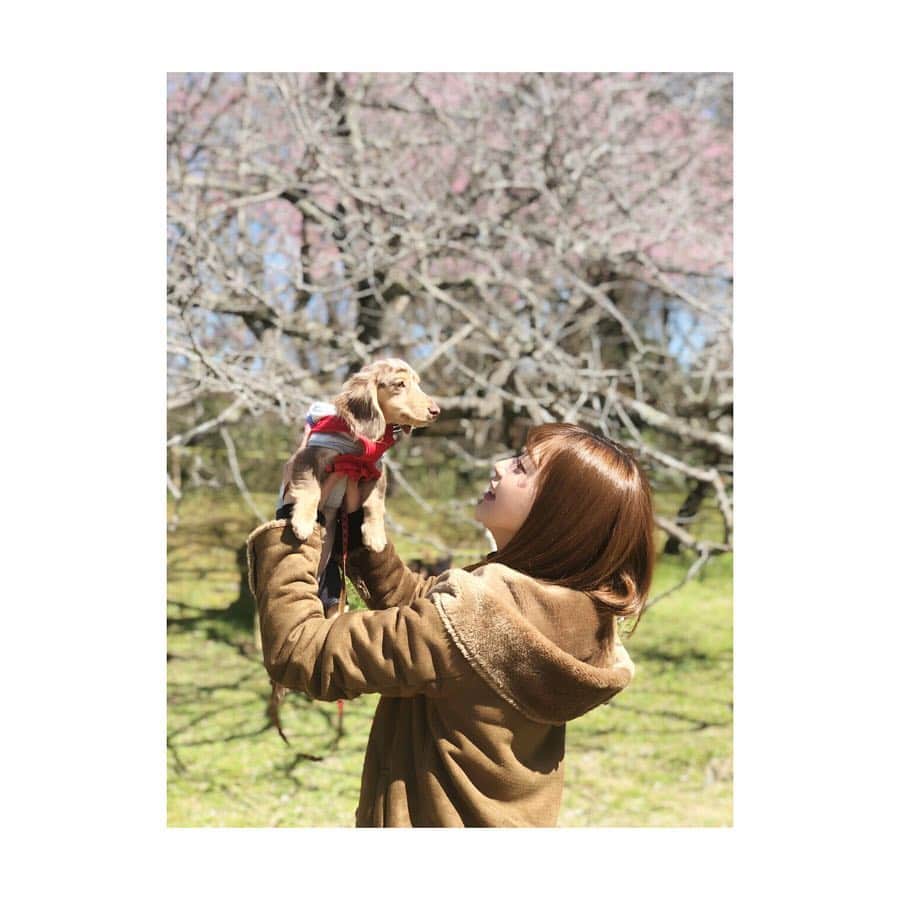 高崎愛梨さんのインスタグラム写真 - (高崎愛梨Instagram)「天気良かった☼ ： #お花見 #犬 #散歩 #晴天 #春 #ミニチュアダックス #ポメチワ#姪っ子 #女の子 #2歳」3月24日 19時10分 - ai6ai3ai0