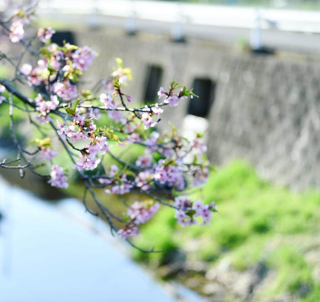 japanese forest & web designer　kapiosanさんのインスタグラム写真 - (japanese forest & web designer　kapiosanInstagram)「Spring has come！🌸🌸 . . . . . . . . . . .  #Japan #Nature #beautiful #flowers #naturelovers #forestpark #trekking #flowersofinstagram #flowersandmacro #flowerstagram  #flowerslovers #花 #floweroftheday  #team_jp_ #d850 #nikonphotography #nikond7200 #japanesestyle  #happy #東京カメラ部 #cherryblossoms #桜 #mylife #photography」3月24日 19時14分 - emiyamada_japan