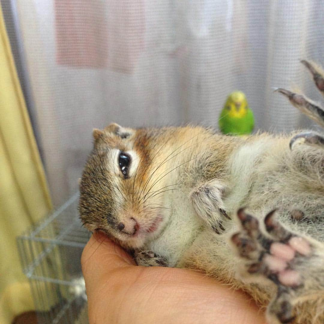 peace_0322さんのインスタグラム写真 - (peace_0322Instagram)「#リス#シマリス#インコ#セキセイインコ#ふわもこ部 ナデナデ、お腹に乗ってる⁇など😳 遠近法をうまく使うと面白い写真が撮れたね😊😂 2015.3.30」3月24日 19時14分 - peace_0322