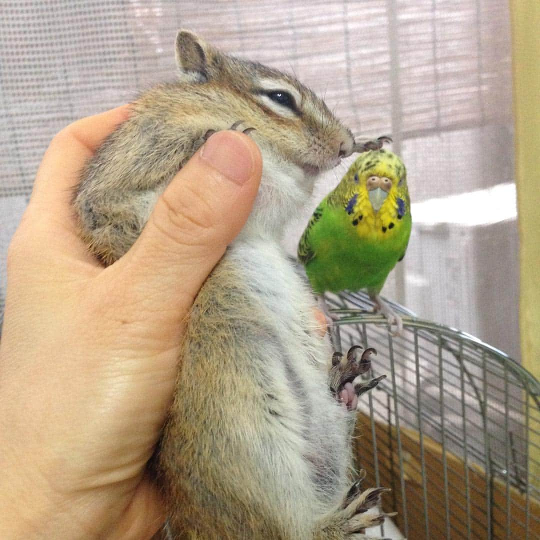 peace_0322さんのインスタグラム写真 - (peace_0322Instagram)「#リス#シマリス#インコ#セキセイインコ#ふわもこ部 ナデナデ、お腹に乗ってる⁇など😳 遠近法をうまく使うと面白い写真が撮れたね😊😂 2015.3.30」3月24日 19時14分 - peace_0322