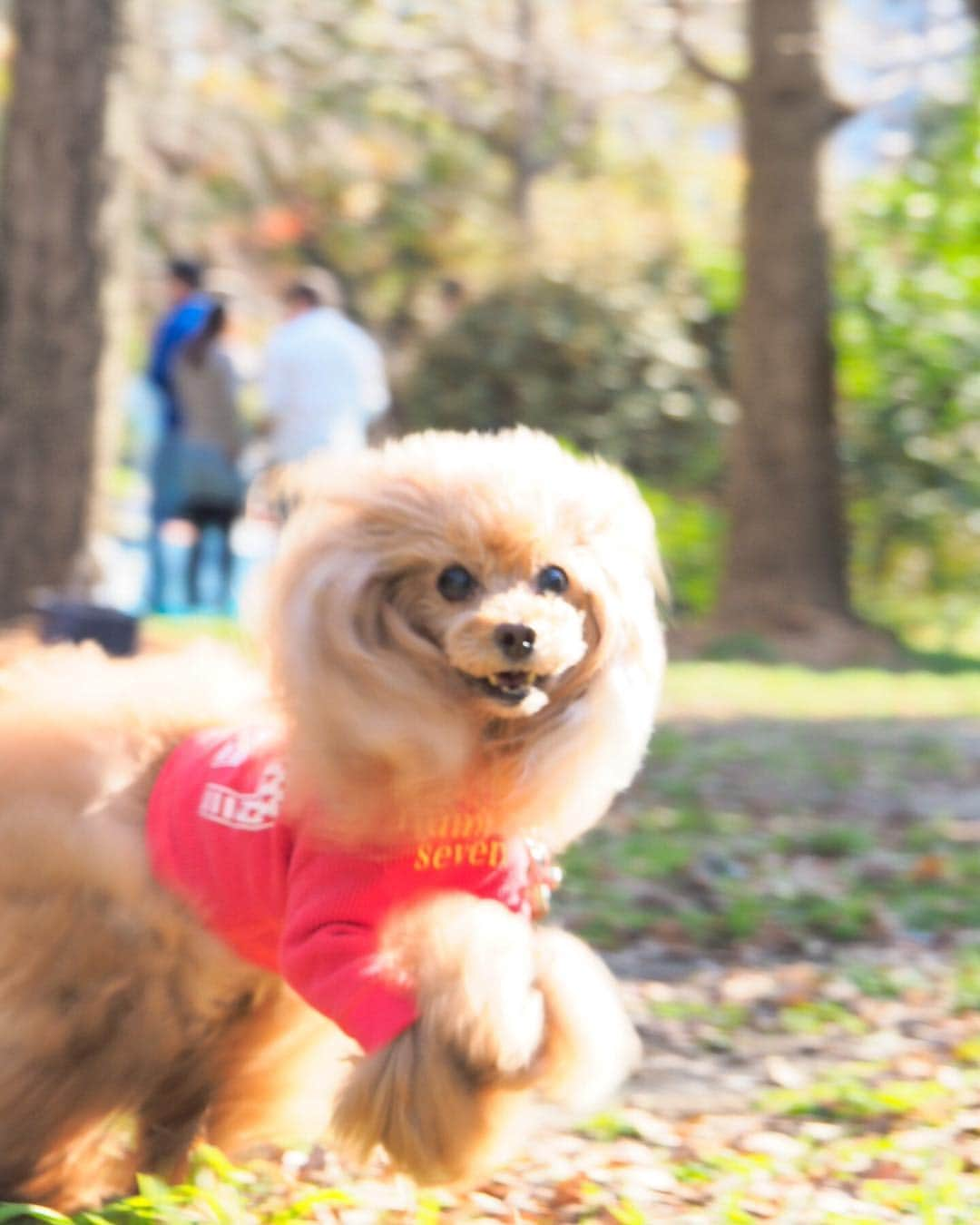 Toypoodle Mikuru?Asakusa Tokyoのインスタグラム