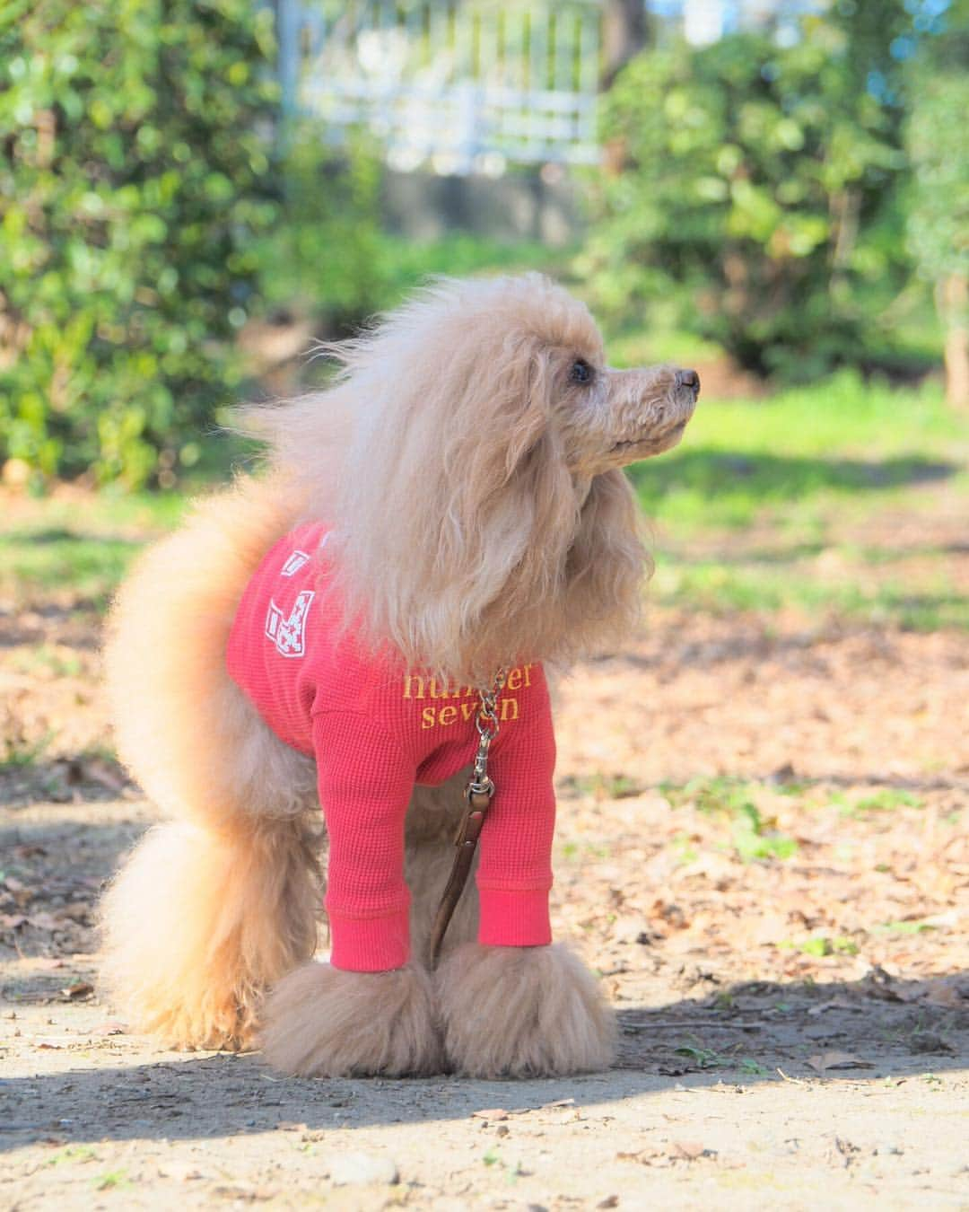 Toypoodle Mikuru?Asakusa Tokyoさんのインスタグラム写真 - (Toypoodle Mikuru?Asakusa TokyoInstagram)「20190324 Sunday. パパと、初めて みくるの秘密基地にきました。 パパがたまごちゃんを投げてくれたけど パパのもってる オニクの方が欲しいので たまごちゃん無視しました。 すると くそばばぁが、 「走る気ないなら帰るよ！」 と 怒り心頭💢 とりあえず、走っとかなね。 . ❶ ブレでるけど楽しそうなので ❷ オニクもってますね。 ❸ オニクください！ ❹ パパ、手からみくるにオニクあげれるようになりました👏🏻 ❺ 公園散歩して帰りました。 ❻ そして家路へ . #みくる日記 #みくるの秘密基地 #パパ初参加 . みくるが来て数年経ちますが、 パパ 初めて秘密基地へ足を踏み入れました😂 リードを持ってのお散歩が限界でしたが、手からオヤツをあげることもできるようになりました👏🏻👏🏻👏🏻 パパ、遅まきながら進歩してます✌🏻 次は抱っこできるようになれるといいなぁ😆」3月24日 19時16分 - purapura299