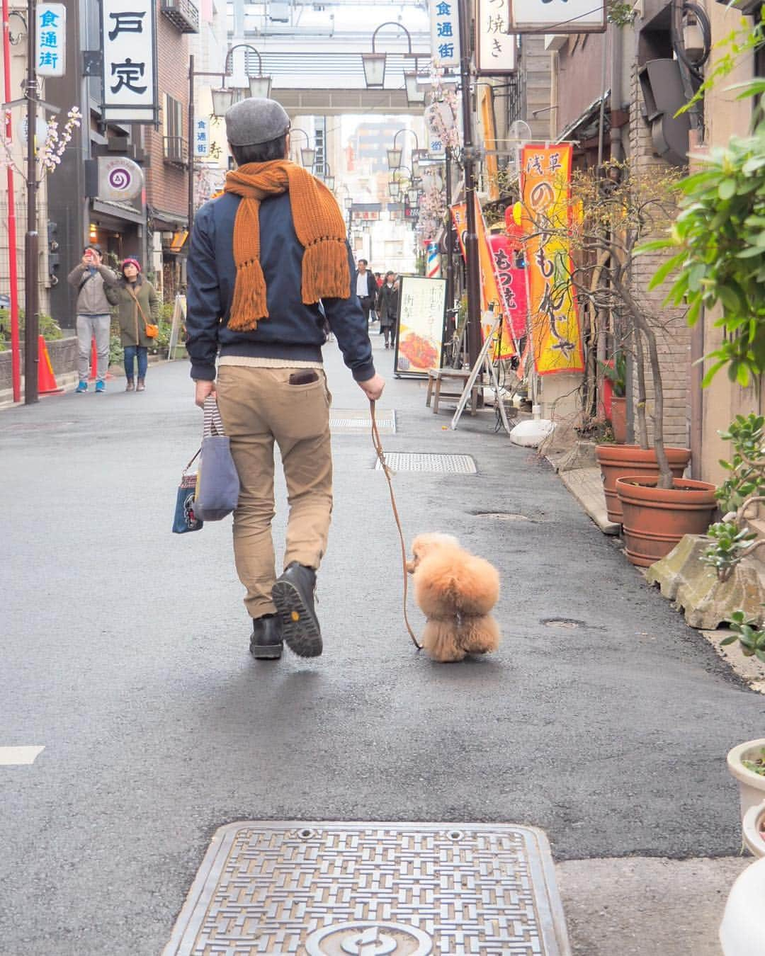 Toypoodle Mikuru?Asakusa Tokyoさんのインスタグラム写真 - (Toypoodle Mikuru?Asakusa TokyoInstagram)「20190324 Sunday. パパと、初めて みくるの秘密基地にきました。 パパがたまごちゃんを投げてくれたけど パパのもってる オニクの方が欲しいので たまごちゃん無視しました。 すると くそばばぁが、 「走る気ないなら帰るよ！」 と 怒り心頭💢 とりあえず、走っとかなね。 . ❶ ブレでるけど楽しそうなので ❷ オニクもってますね。 ❸ オニクください！ ❹ パパ、手からみくるにオニクあげれるようになりました👏🏻 ❺ 公園散歩して帰りました。 ❻ そして家路へ . #みくる日記 #みくるの秘密基地 #パパ初参加 . みくるが来て数年経ちますが、 パパ 初めて秘密基地へ足を踏み入れました😂 リードを持ってのお散歩が限界でしたが、手からオヤツをあげることもできるようになりました👏🏻👏🏻👏🏻 パパ、遅まきながら進歩してます✌🏻 次は抱っこできるようになれるといいなぁ😆」3月24日 19時16分 - purapura299