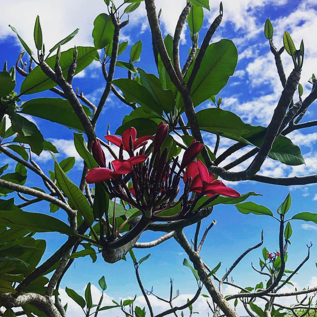 坂東工さんのインスタグラム写真 - (坂東工Instagram)「春なんだか、夏なんだか… Spring...? or summer...? #spring #summer」3月24日 19時20分 - takumimoriyabando