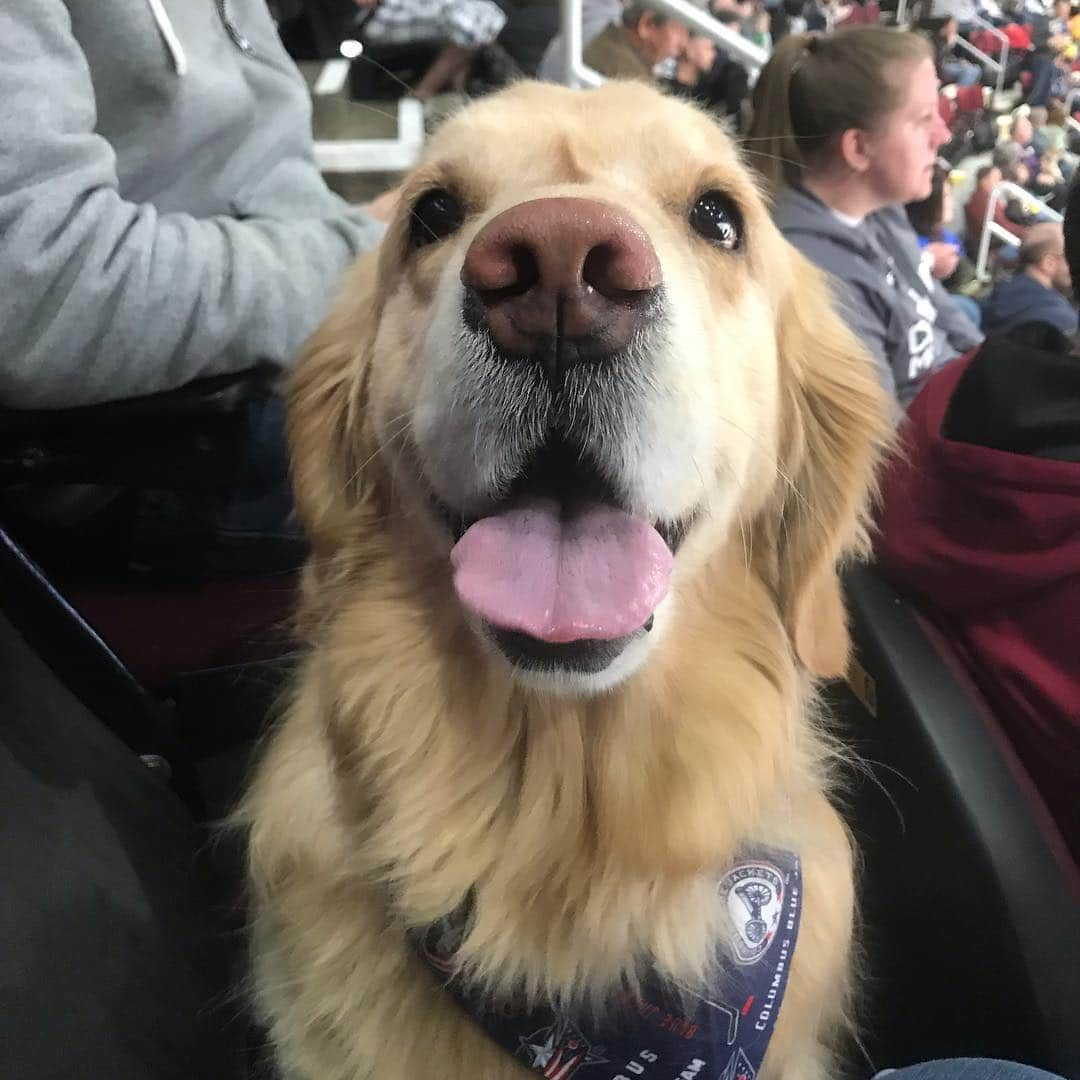 モヒートさんのインスタグラム写真 - (モヒートInstagram)「Update: some nice people assisted us in moving seats away from the not so nice guy :) ------------------------------- #goldensofig #goldenretriever  #goldenretrieversofinstagram #betterwithpets #dogsofig  #dogsofinstagram #fluffypack #gloriousgoldens #cute #welovegoldens #ilovemydog #dogcrushdaily #retrieveroftheday #goldenlife #featuregoldens #goldenretrieverfeatures #bestwoof #goldenretrieverft #ProPlanDog #ilovegolden_retrievers #mydogiscutest #retrieversgram #chewy #dogsofcle」3月25日 5時07分 - mojito_rose_family