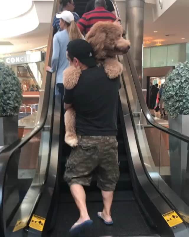 DogsOf Instagramのインスタグラム：「“Day off hanging at the mall and loosing my fear of escalator.” writes @bonodoodle  #dogsofinstagram」