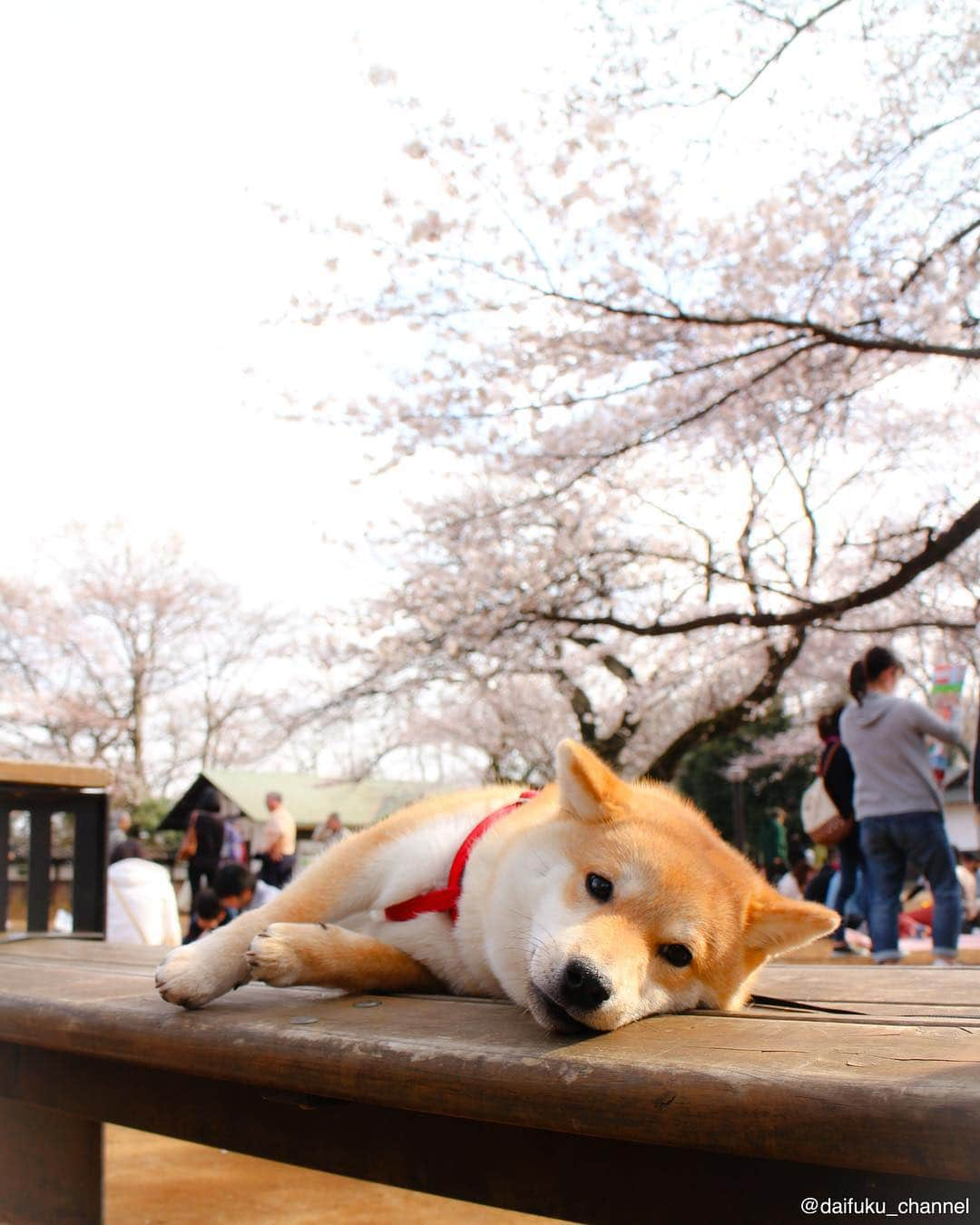 だいふくさんのインスタグラム写真 - (だいふくInstagram)「春はあけぼの…… 花よりうたた寝だいふくです🐶🌸 Daifuku was 7 month old🐾 very sleepy🐶💤 #花見 #桜 #さくら #spring #春 #cherryblossom #weeklyfluff」3月24日 21時23分 - daifuku_channel