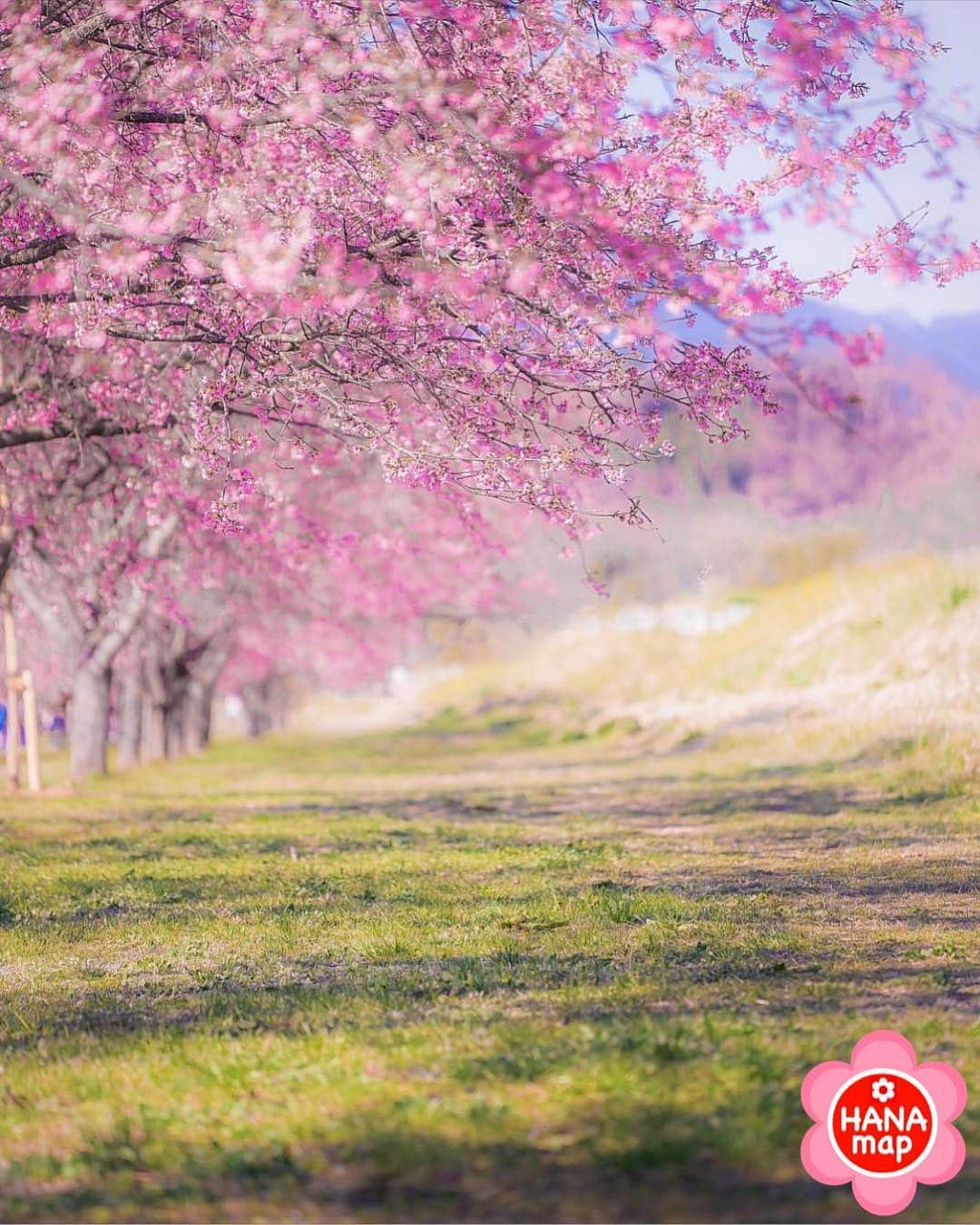 はなまっぷ❁日本の花風景のインスタグラム