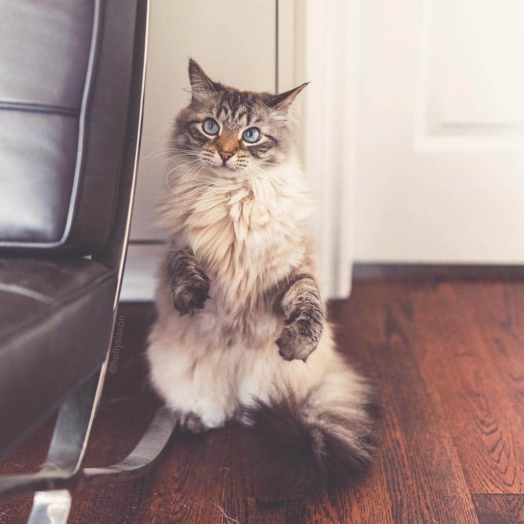 Holly Sissonのインスタグラム：「I’m looking for a playmate, will you play with me? 🐱😹☺️ #toronto #cat #SiberianCat #whpplayful (See more of Alice, Finnegan, and Oliver, on @pitterpatterfurryfeet) ~ Canon 1D X MkII + 35 f1.4L @ f1.4 See my bio for full camera equipment information plus info on how I process my images. 😊 ~ #pickmotion」
