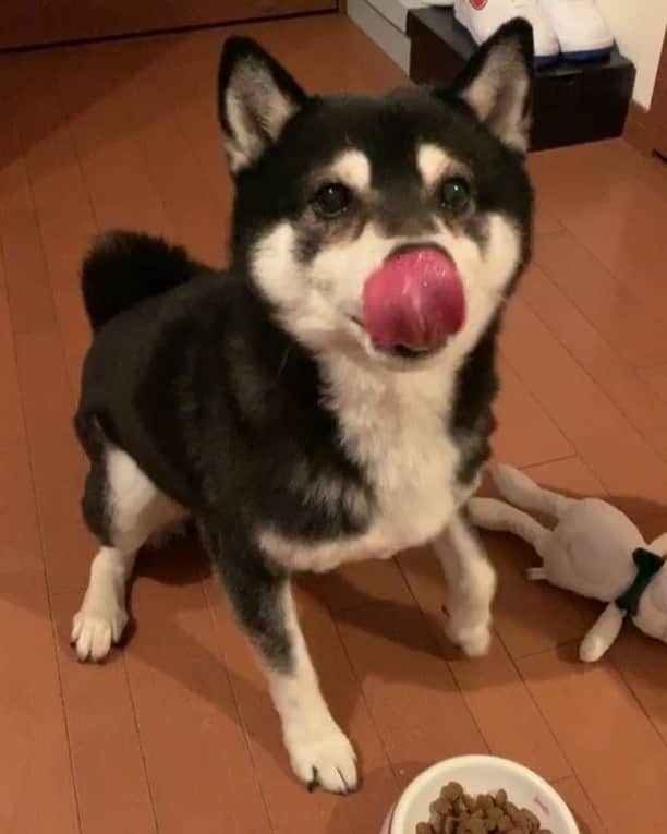のインスタグラム：「#ごはん待ち柴男子くらぶ  #くるくる豆 #パタパタ豆 #kuroshiba #blackshiba #shibainu #shibastagram #instadog #dogstagram #柴犬 #黒柴 #日本犬 #和犬 #癒し犬 #いぬら部 #ふわもこ部 #柴犬部 #モフモフ生命体 #柴犬のいる暮らし #わんこのいる暮らし #わんこのいる生活 #わんこと一緒 #わんダフォ #わんだふるjapan #taptaptap #tapdance #happyfeet」