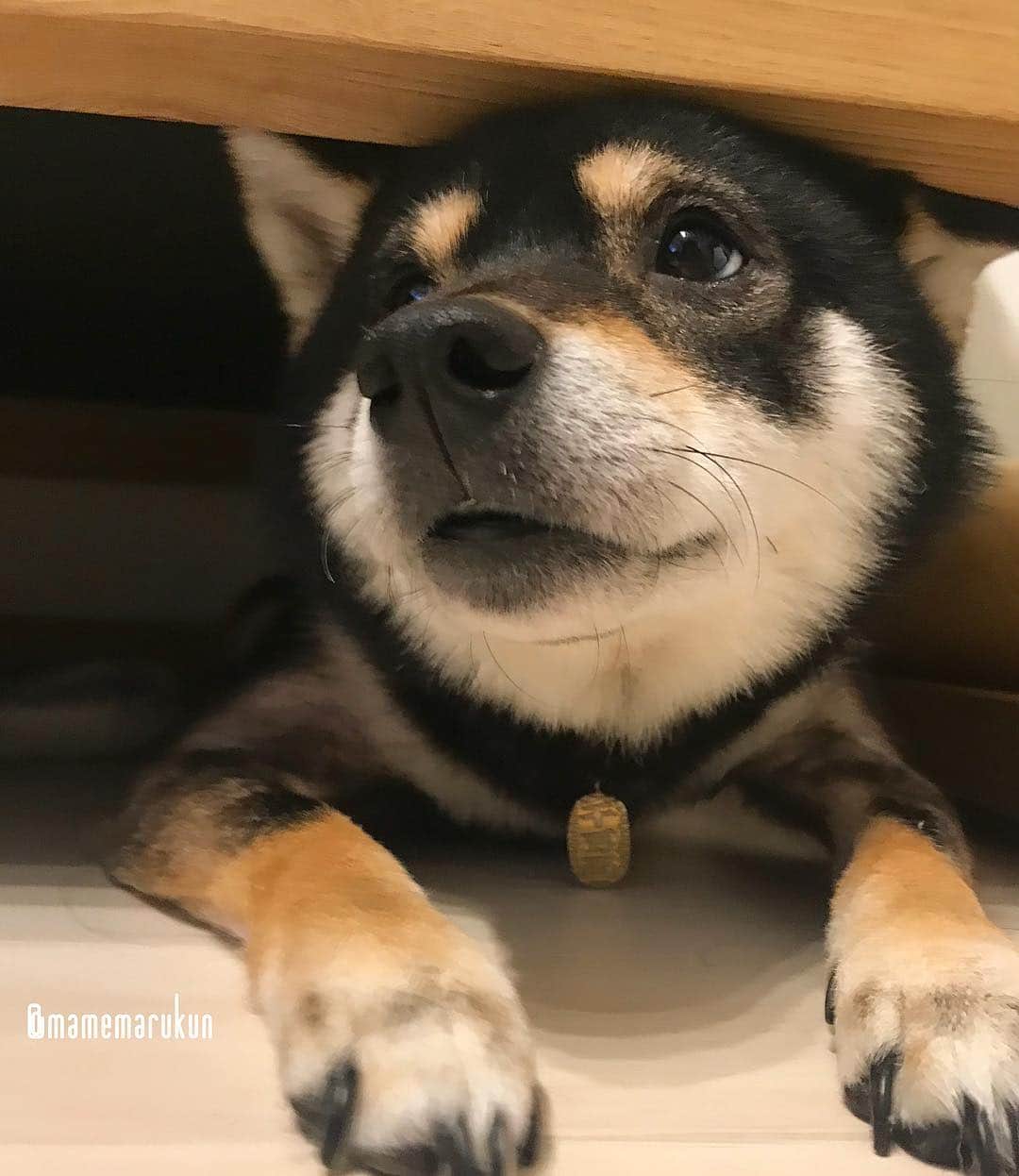 まめ丸のインスタグラム：「* * 【 #ソファの下のまめ丸 シリーズ】 今日もイタズラしておこられたから かくれんぼ🐶💓 パパママ、またちがうところさがしてるー🐶👅 * hide-and-seek♪ I hid under the sofa🐶💓 * #カーテンのうらにはいないよ🐶👅 #ぼくのほうが一枚上手だね #まめ丸かくれんぼ * #柴犬#豆柴#柴#黒柴#犬#ふわもこ部#しばいぬ#日本犬#shiba#shibainu#shibastagram#shibadog#puppy#instadog#dogstagram#dog#instashiba#petstagram#pet#cutepetclub#blackshiba#강아지#멍스타그램#doglover#映画ペット2キャンペーン#いぬのきもち賞」