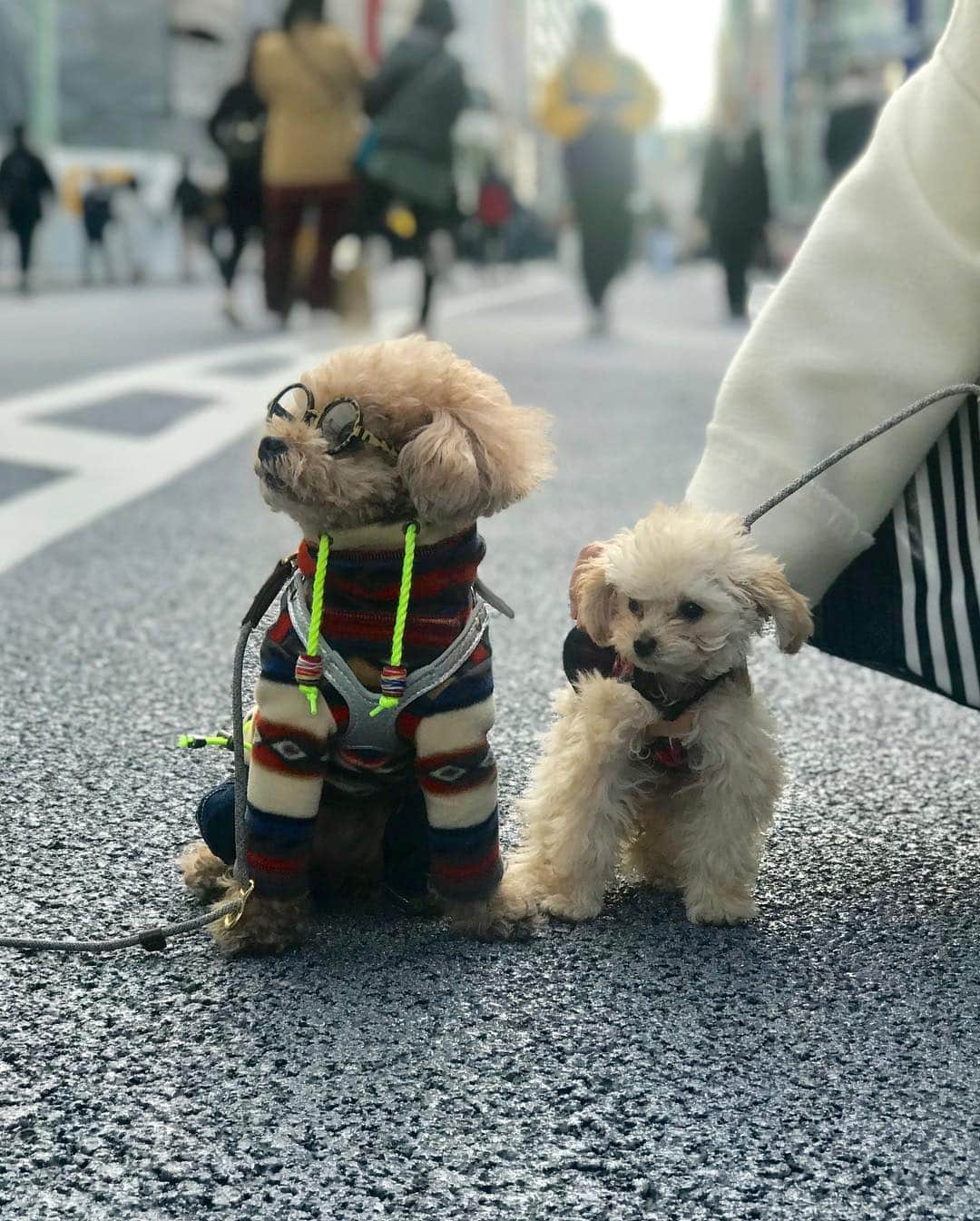 ❤︎Till❤︎さんのインスタグラム写真 - (❤︎Till❤︎Instagram)「ホコ天を銀ブラ〜♪ お気に入りのべっ甲メガネ👓で颯爽と 道路の白線をモデルウォーク⁈😂 オルちゃんと並んで見つめ合うお二人💓 ＊ #トイプードル#ティーカッププードル#愛犬#犬#いぬ#癒し#わんこ#ティル#可愛い#メガネ#メガネ男子#べっ甲#似合う#お気に入り#銀座#ホコ天#銀ブラ#白線#モデルウォーク#颯爽#見つめ合う#パピー #dog#cute#toypoodle#teacuppoodle#poodle#toypoodlelove#doglove#mydog」3月24日 21時56分 - till201404