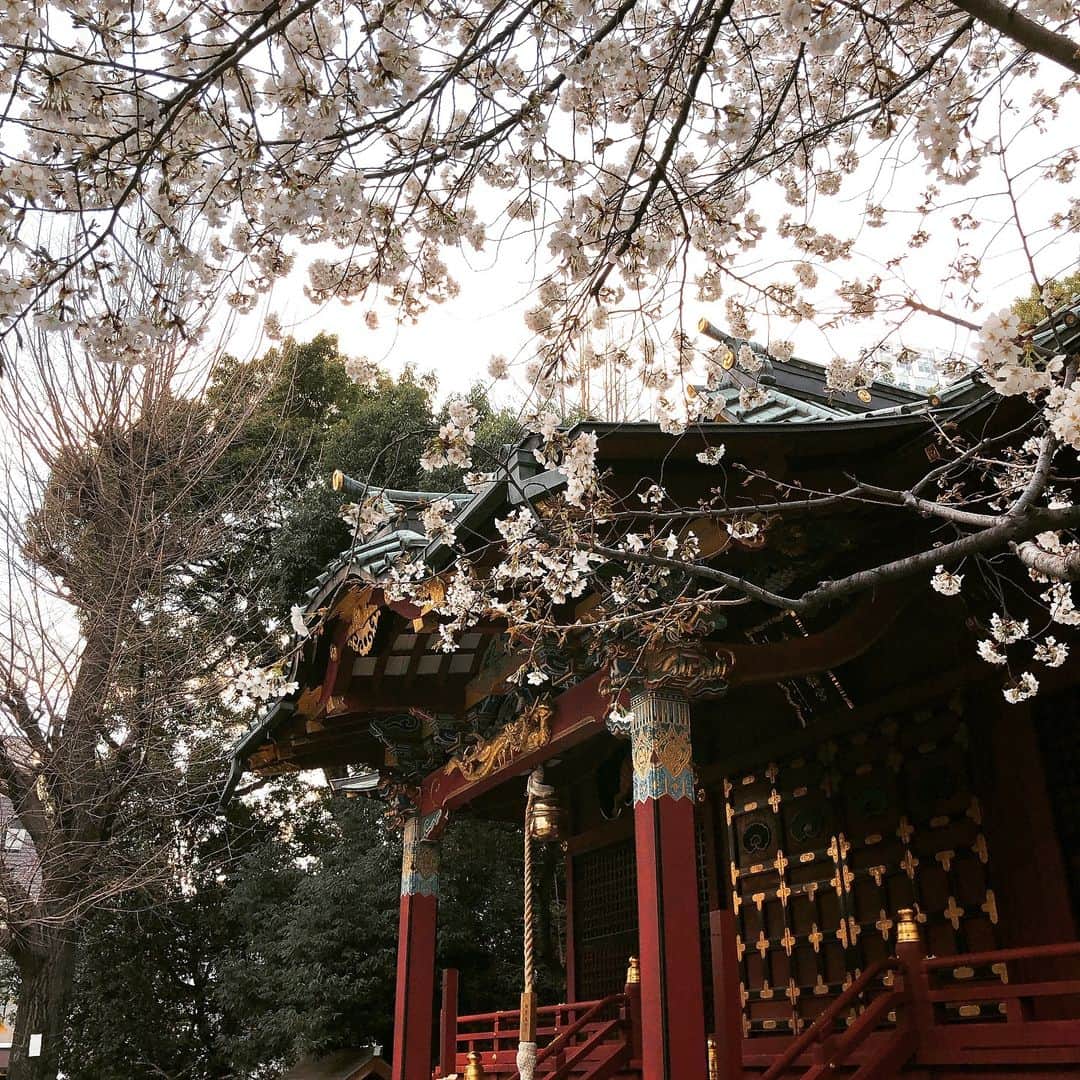 山﨑 薫さんのインスタグラム写真 - (山﨑 薫Instagram)「会社の氏神様、金王八幡宮にお参りに行ったら、桜が綺麗に咲いていました。  毎日ジェットコースター🙄  可愛いミルフィーユ食べて、自分のご機嫌とり。  #ミルフィーユ #渋谷カフェ #ソファカフェ #疲労困憊 には甘いもの。」3月24日 21時51分 - kaoruyamazaki906