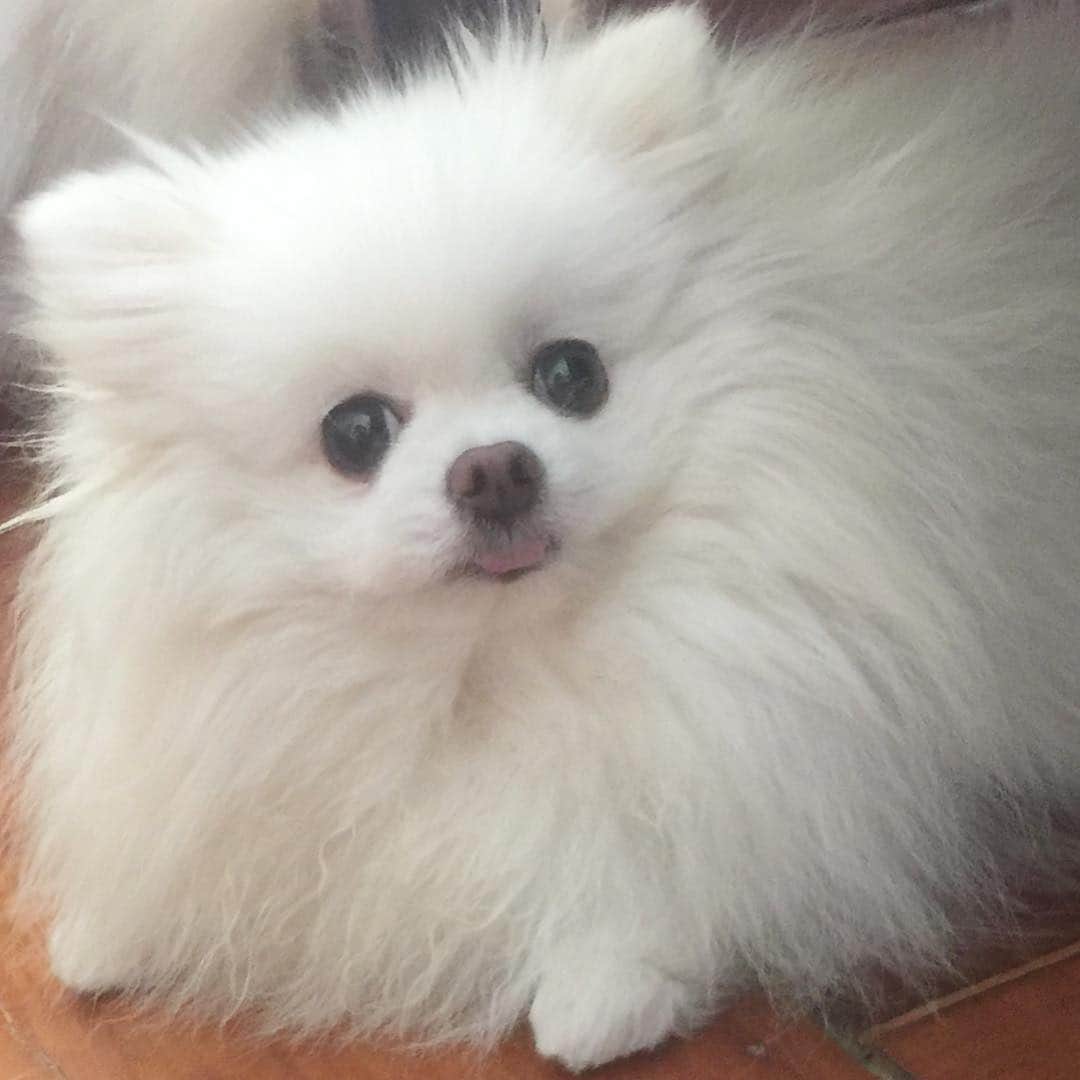 のインスタグラム：「The moment I realized weekend is ending and mommy postponed my scheduled shower 😂🐶❤️ #buzzfeedanimals #bestweekend #weeklyfluff #weeklyfluff #dogsofinstagram #dogstagram #petstagram #love #smile #instagood #instamood #dogstagram #puppiesofinstagram #dogoftheday」