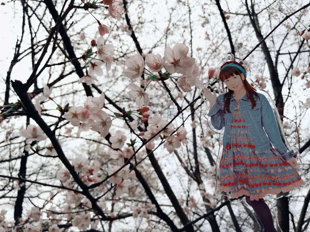 野川さくらさんのインスタグラム写真 - (野川さくらInstagram)「2019.3 #さくにゃんのお花見2019 #アクリルなさくにゃんと♪ #今年東京は３月21日に桜が開花しましたよ🌸 #この日はまだあんまり咲いてなかったです。涙 #また見に行くよっ♪ #桜 #にゃんスタグラム #わたしもさくら2019 #わたしもさくら #野川さくら #さくにゃん #野川さくらのチョコレートたいむ第24回目」3月24日 21時58分 - sakura_nogawa