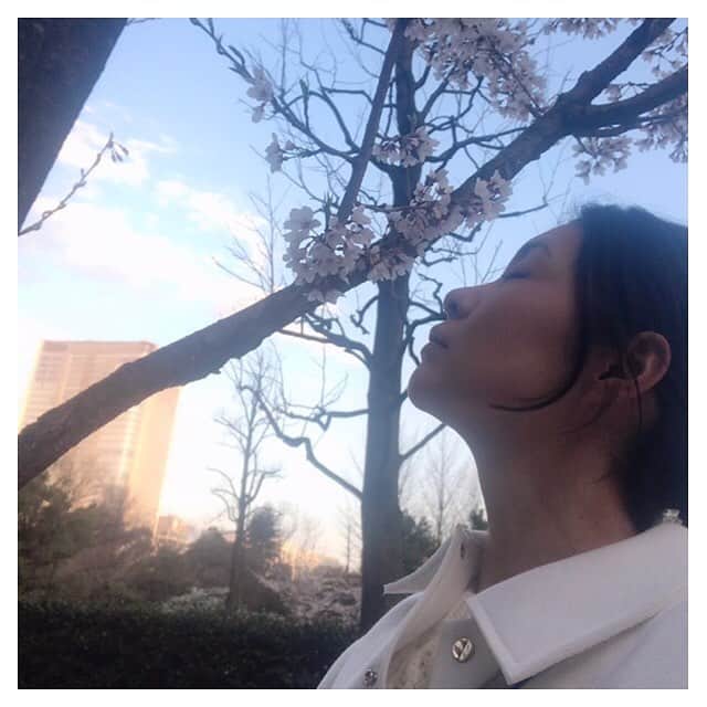 日下裕江さんのインスタグラム写真 - (日下裕江Instagram)「桜がとっても綺麗に咲いてた🌸  平成最後の桜だね✨  #cherryblossome #sakura #桜 #beautiful #綺麗 #平成最後の桜」3月24日 22時32分 - hiroe___h