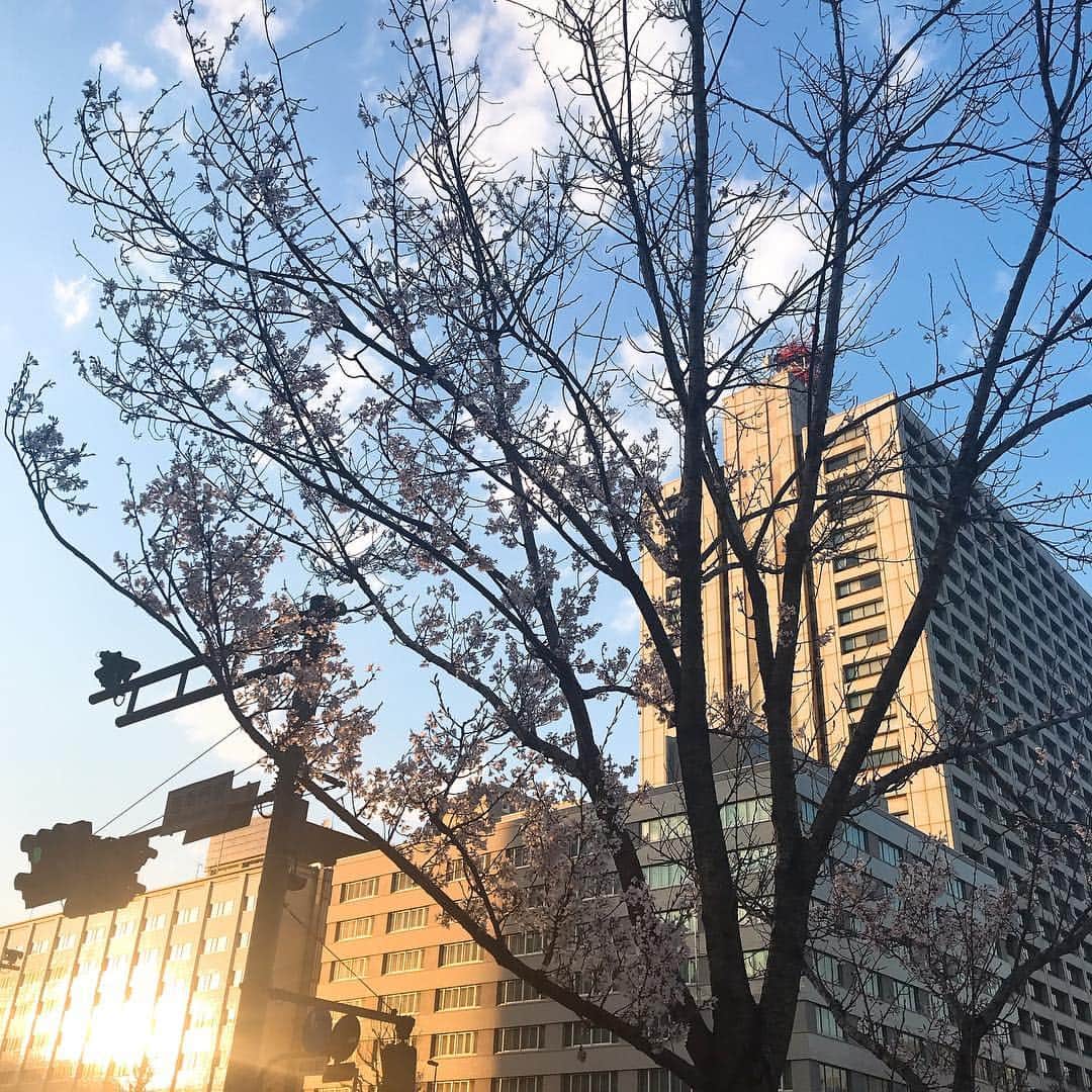 日下裕江さんのインスタグラム写真 - (日下裕江Instagram)「Cherry blossoms 🌸  #cherryblossome #japaneseflower #springflower #flower #桜 #春花 #花 #夕暮れの桜」3月24日 22時37分 - hiroe___h