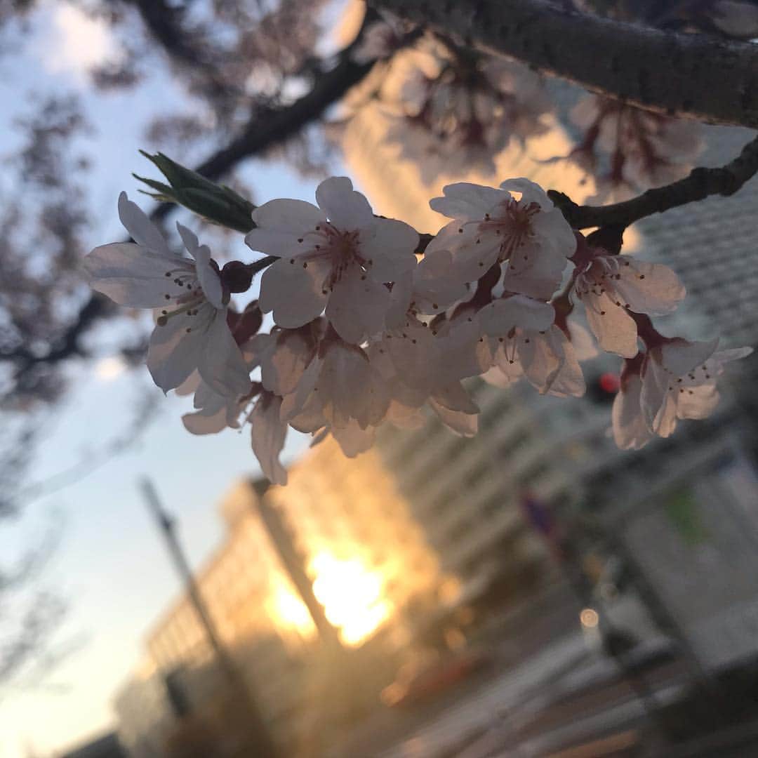 日下裕江さんのインスタグラム写真 - (日下裕江Instagram)「Cherry blossoms 🌸  #cherryblossome #japaneseflower #springflower #flower #桜 #春花 #花 #夕暮れの桜」3月24日 22時37分 - hiroe___h